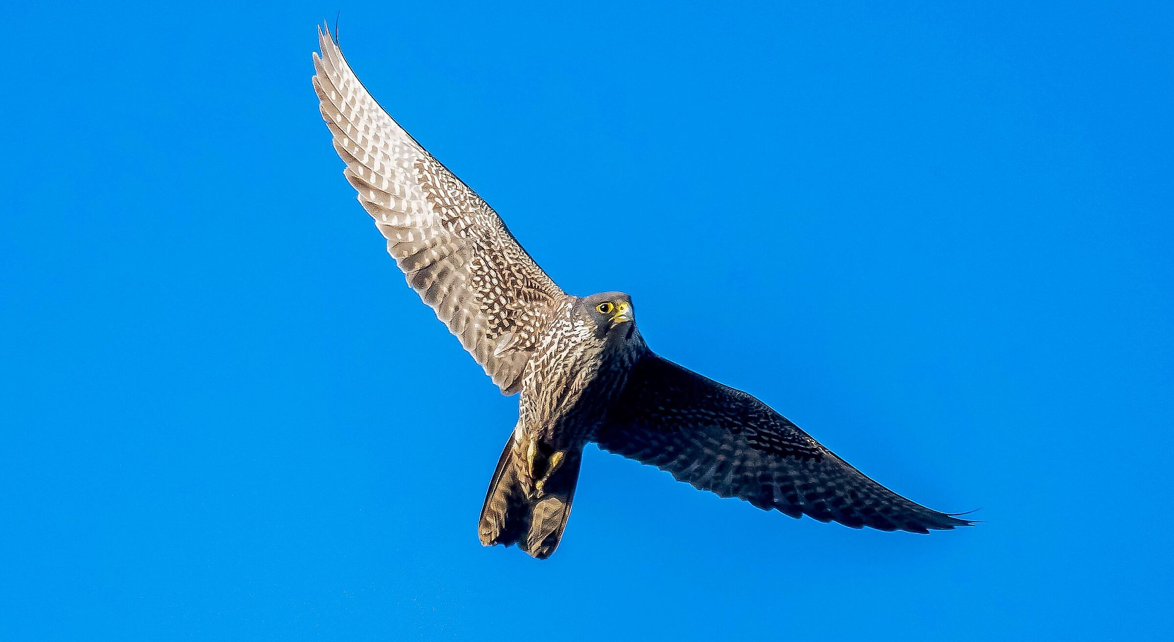 Peregrine