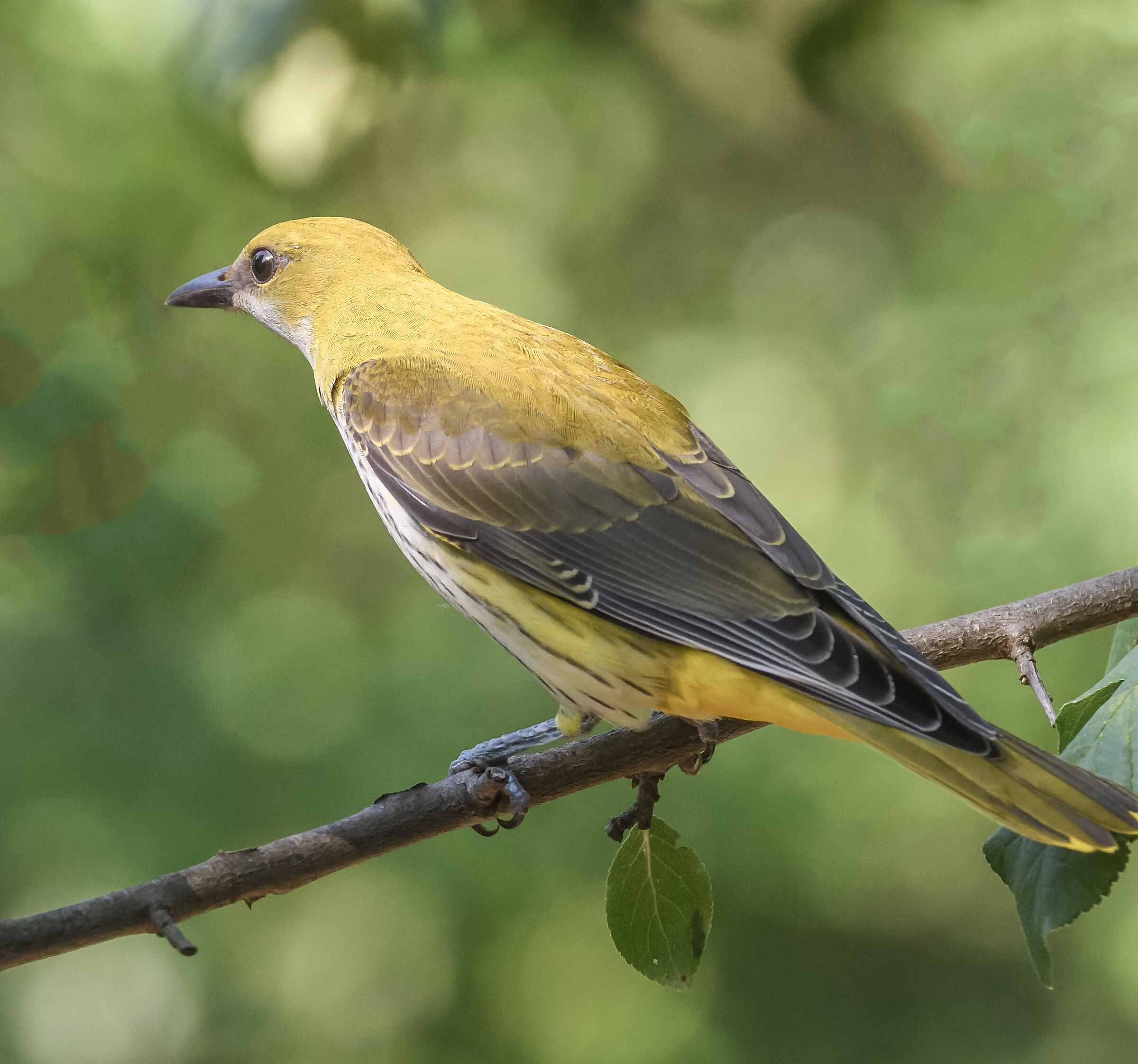 female oriole