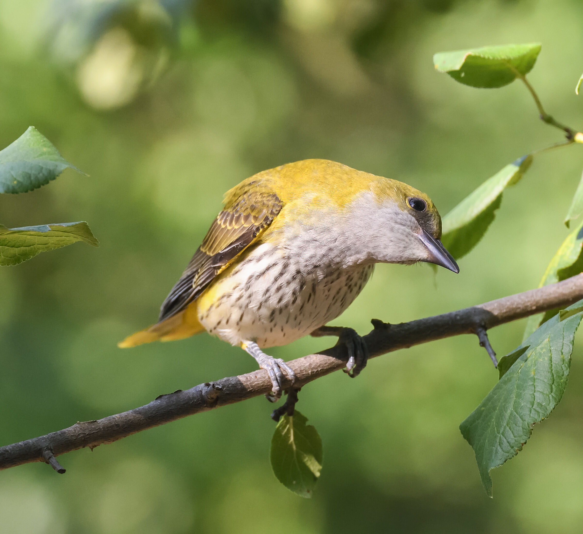 female oriole