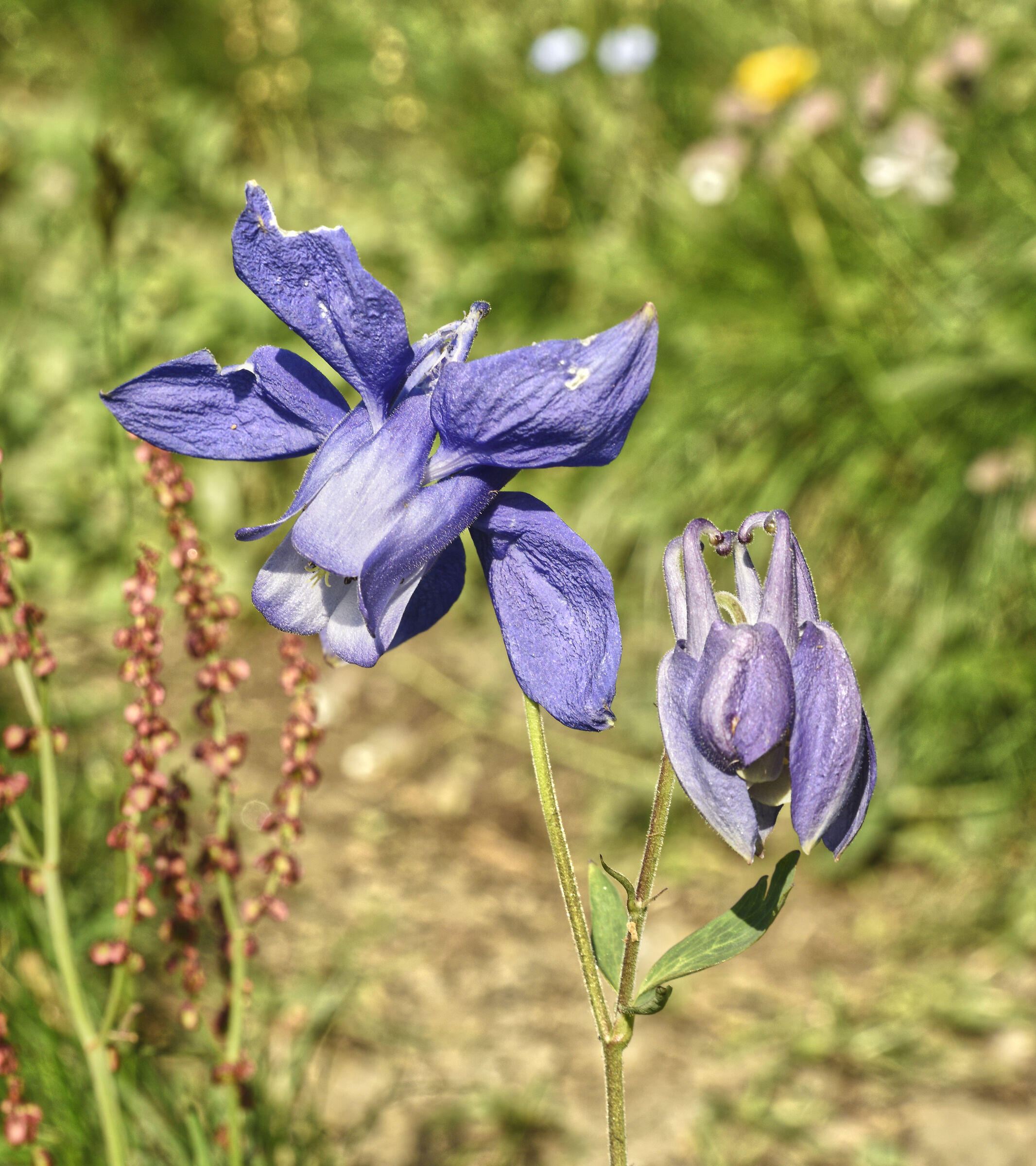 alpine aquilegia