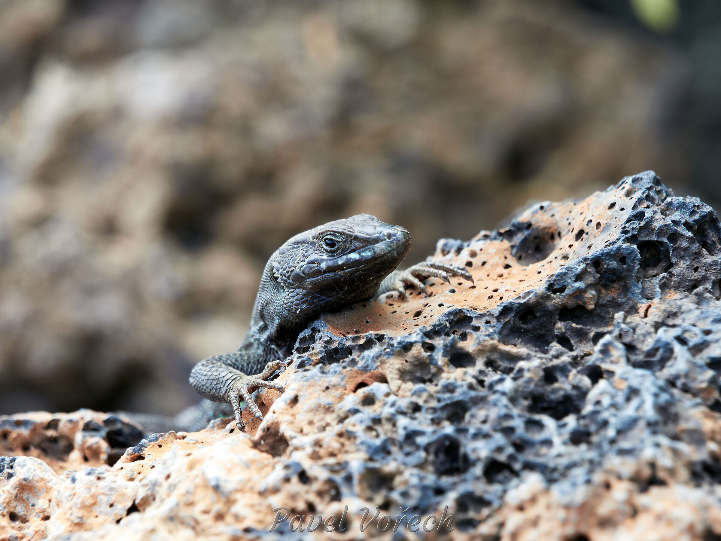Lanzarote36 ·