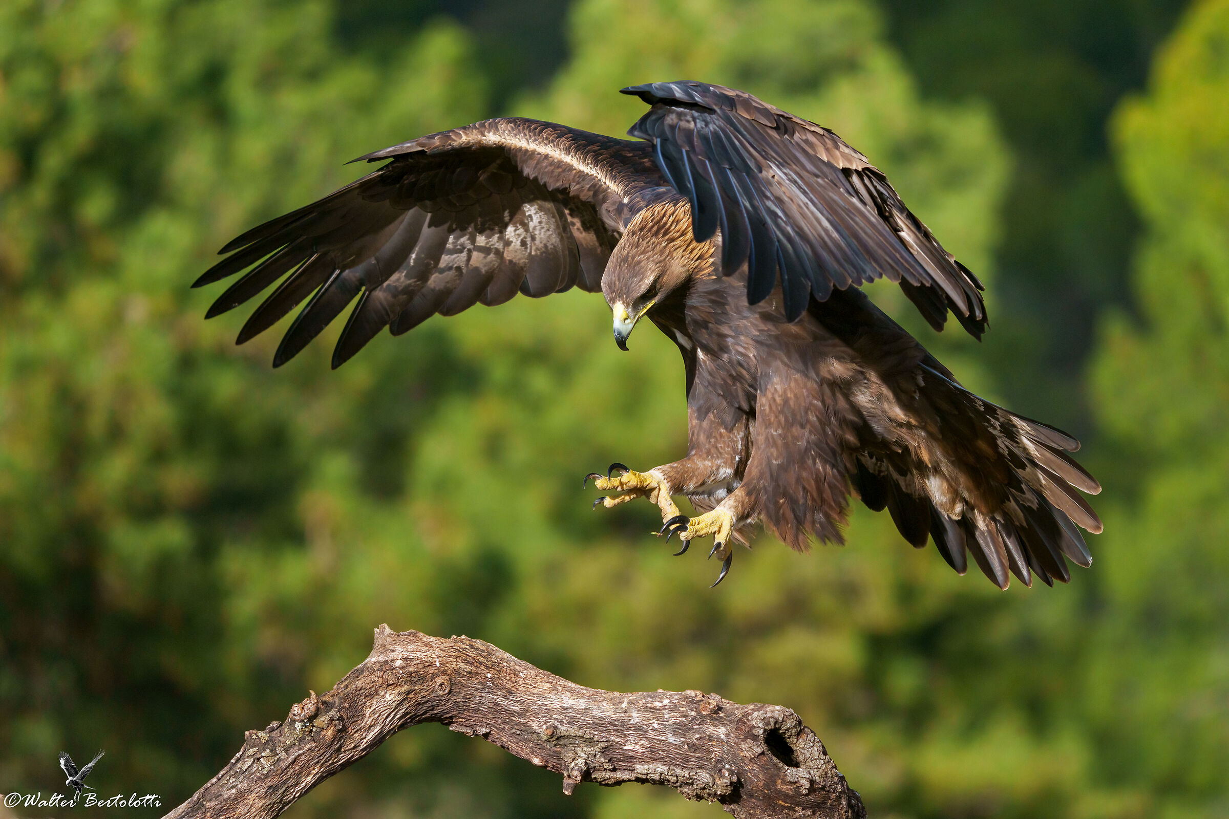 l'arrivo della regina