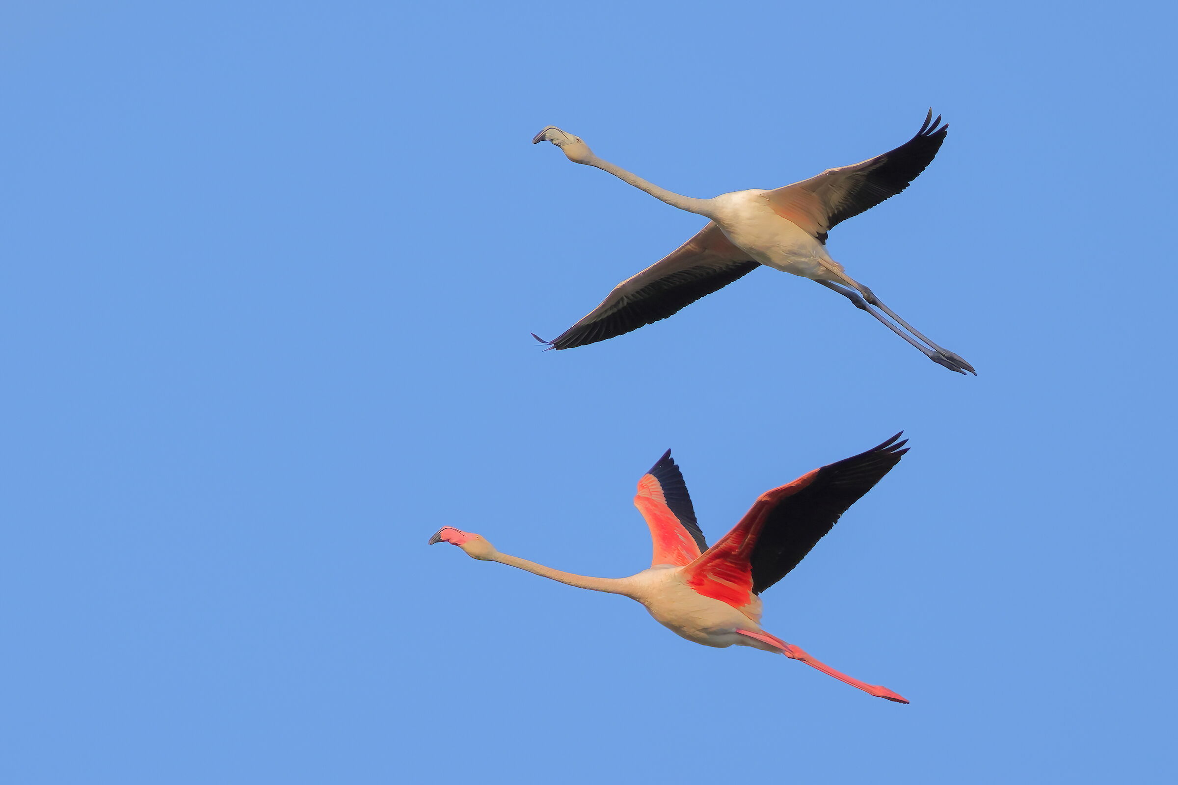 The young and the adult