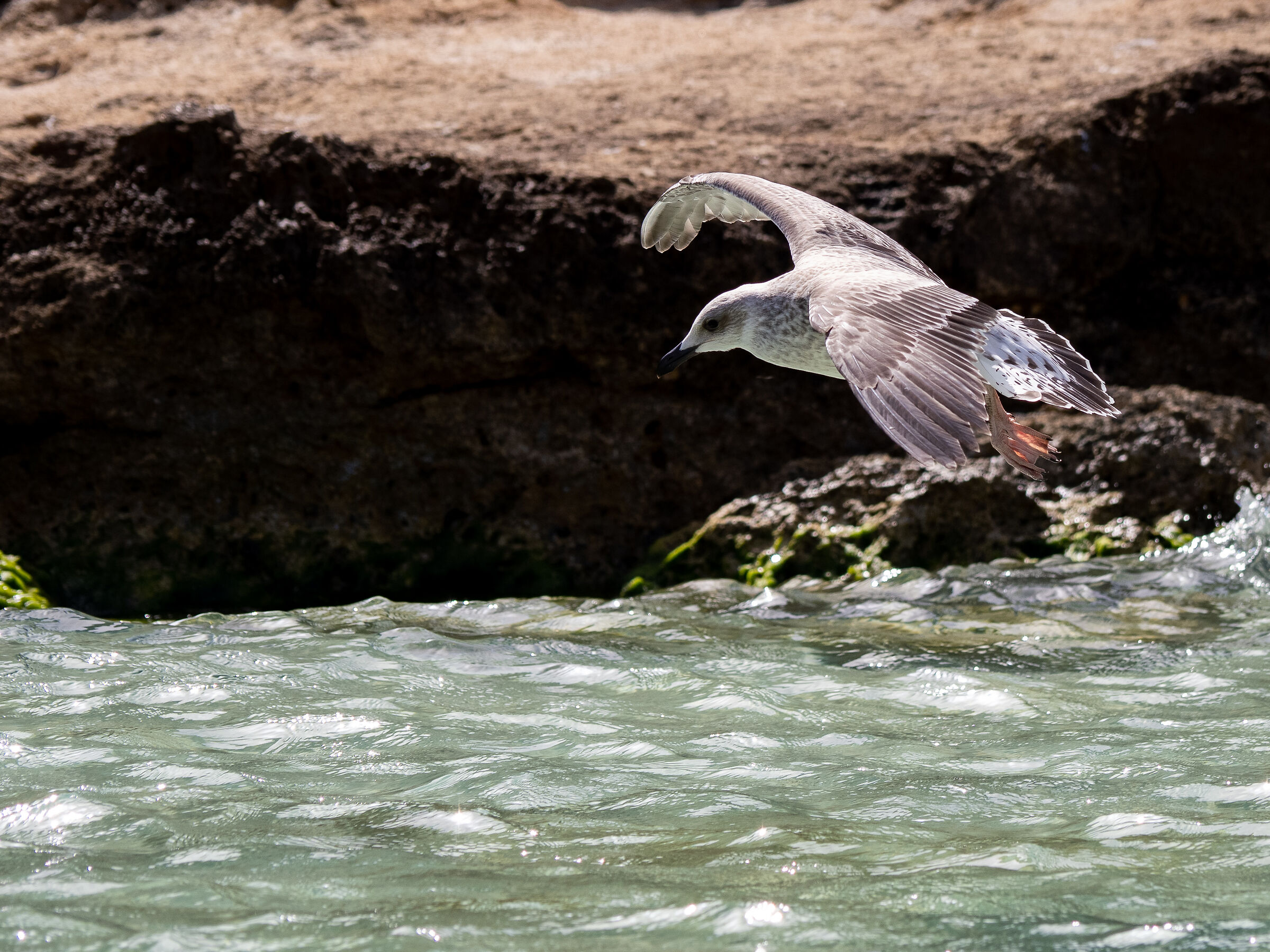 Seagull in Lampedusa