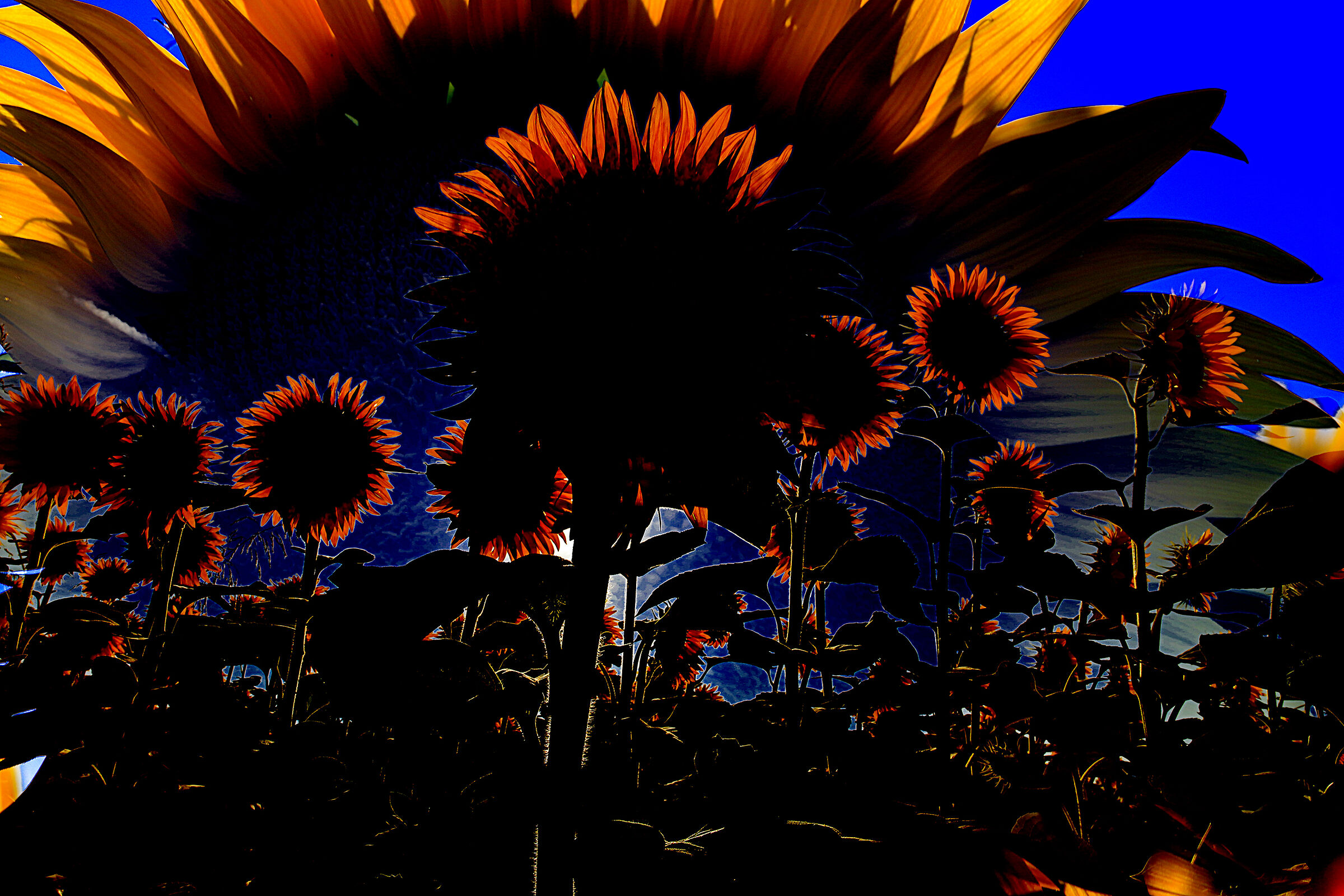 The Sun Show!