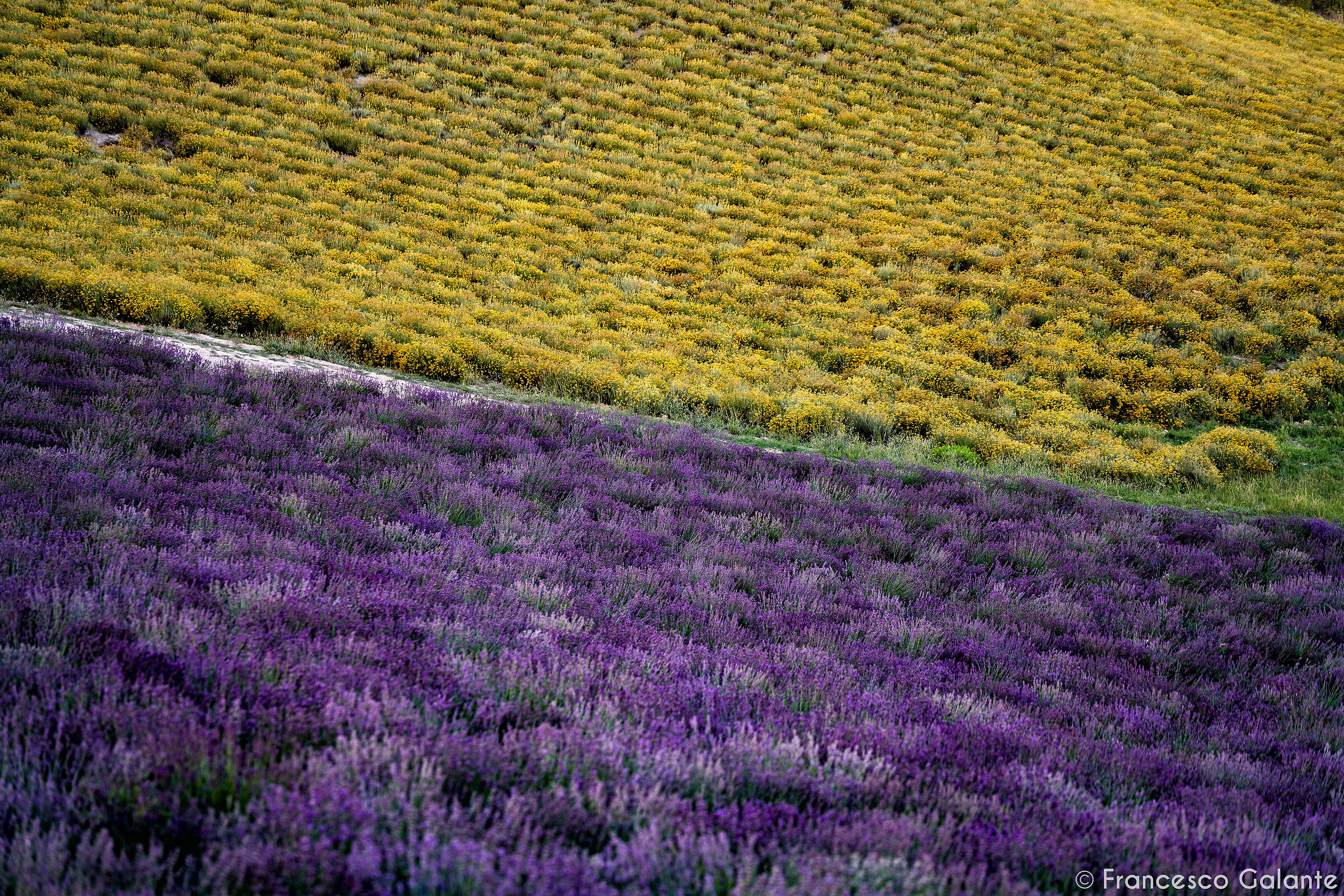 Tramonto in Lavanda - Sale San Giovanni 4