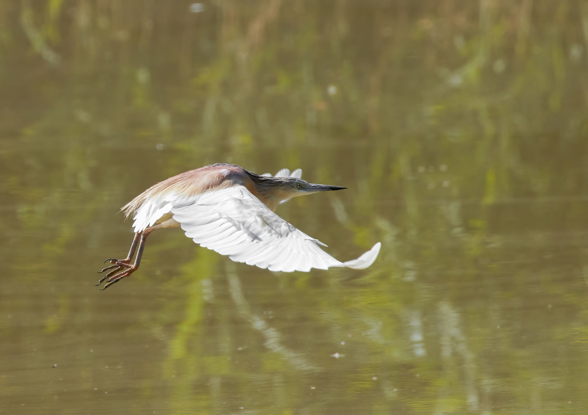 Squacco heron