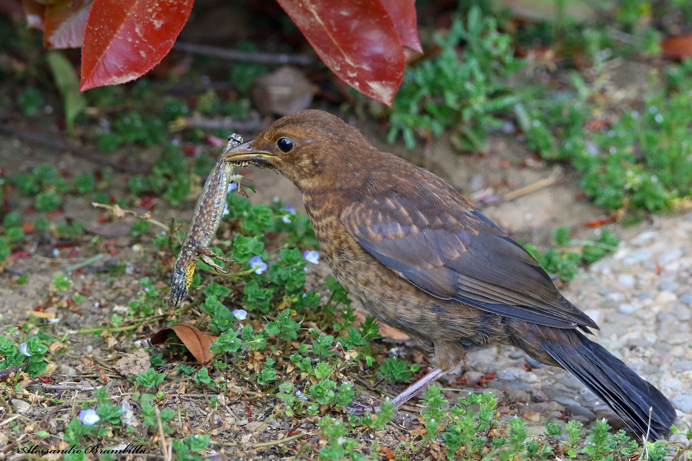 Young blackbird with prey