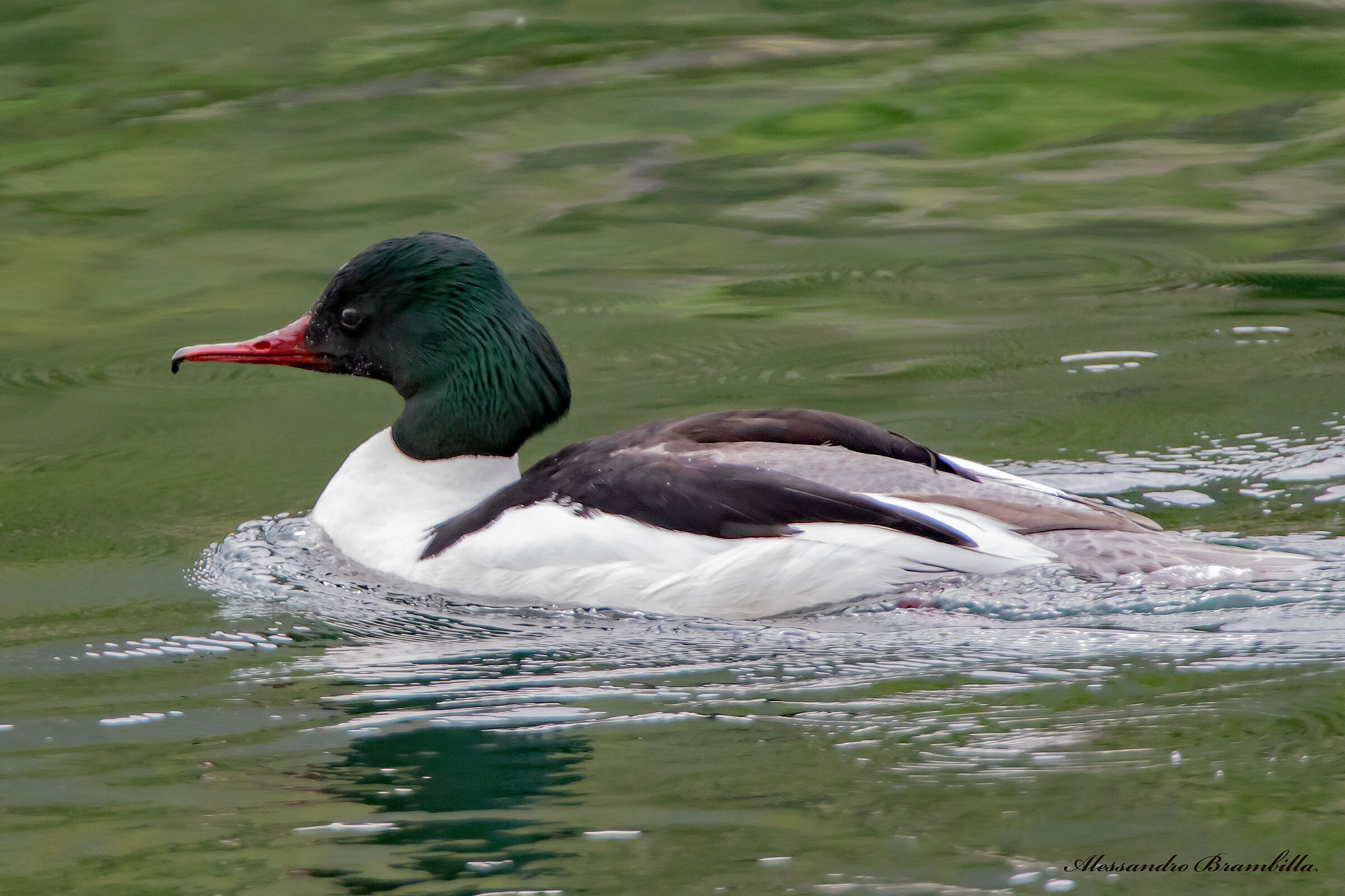 Greater merganser