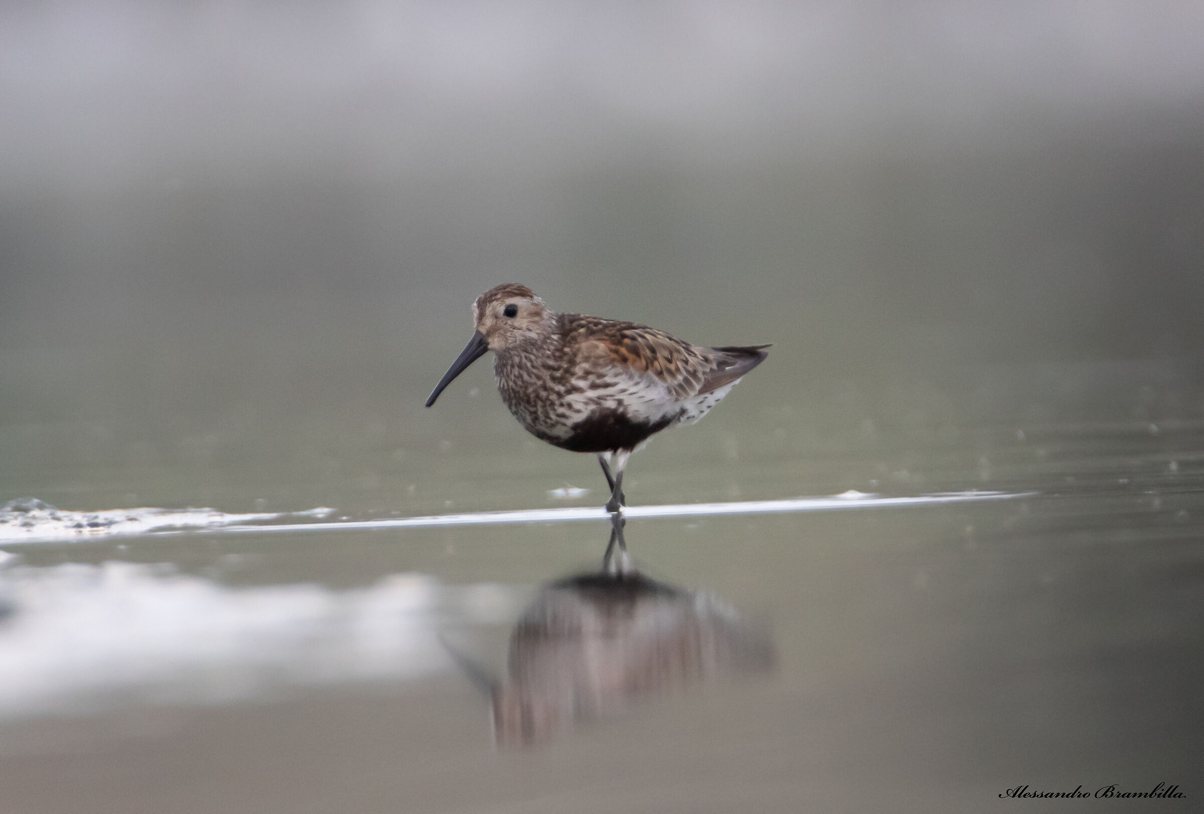 Dunlin