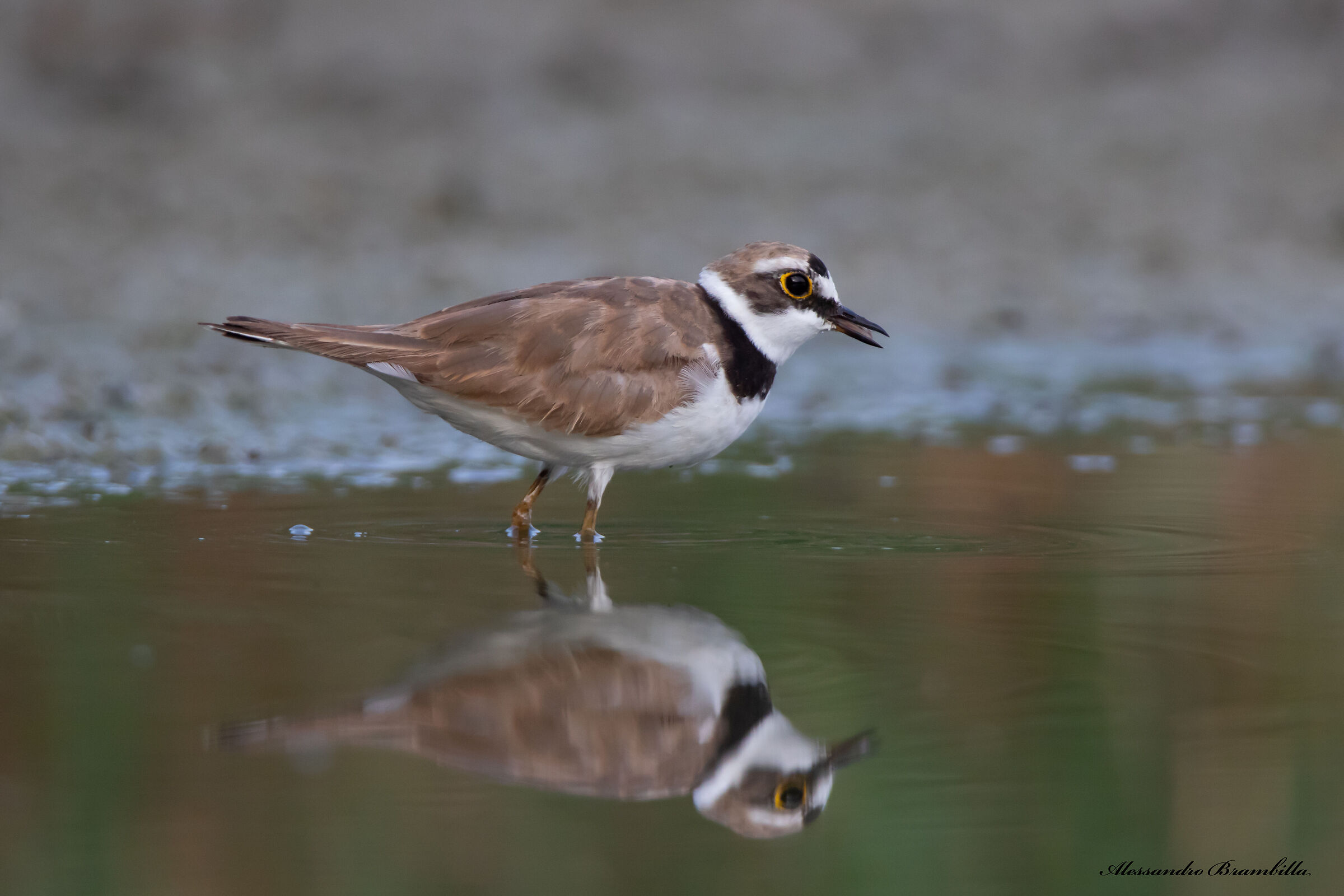Little ringed plover