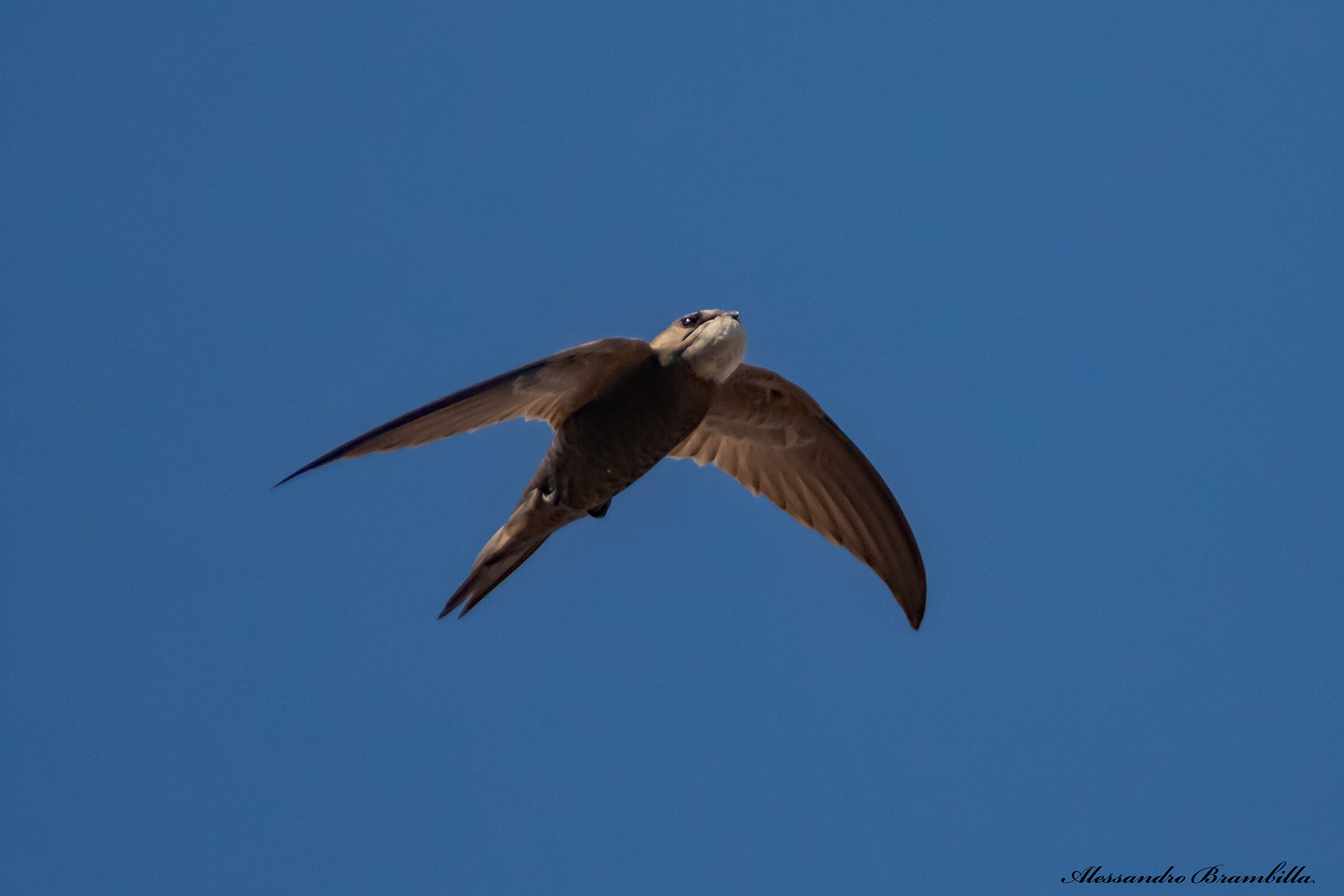 Pale Swift