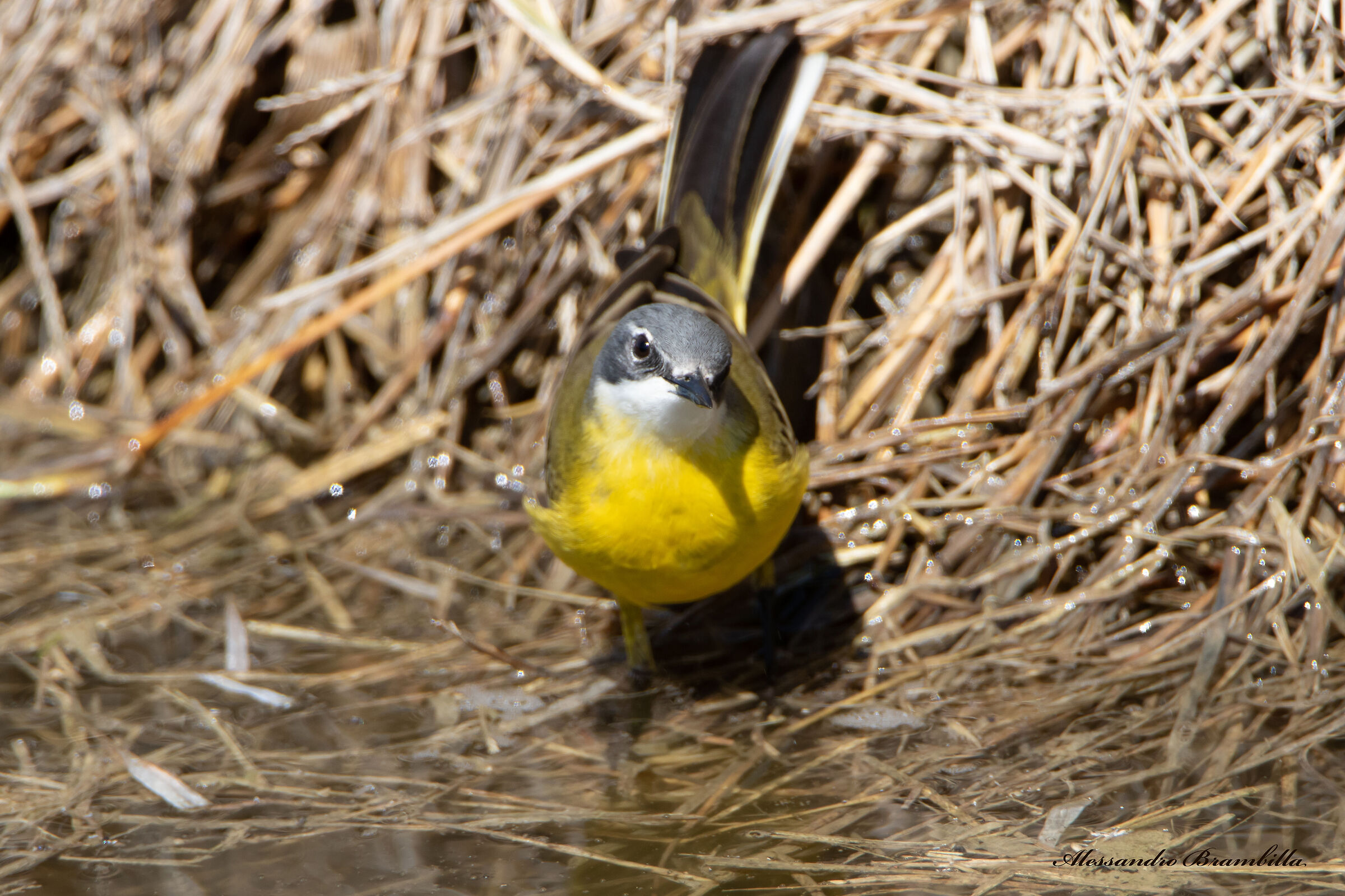 Wagtail