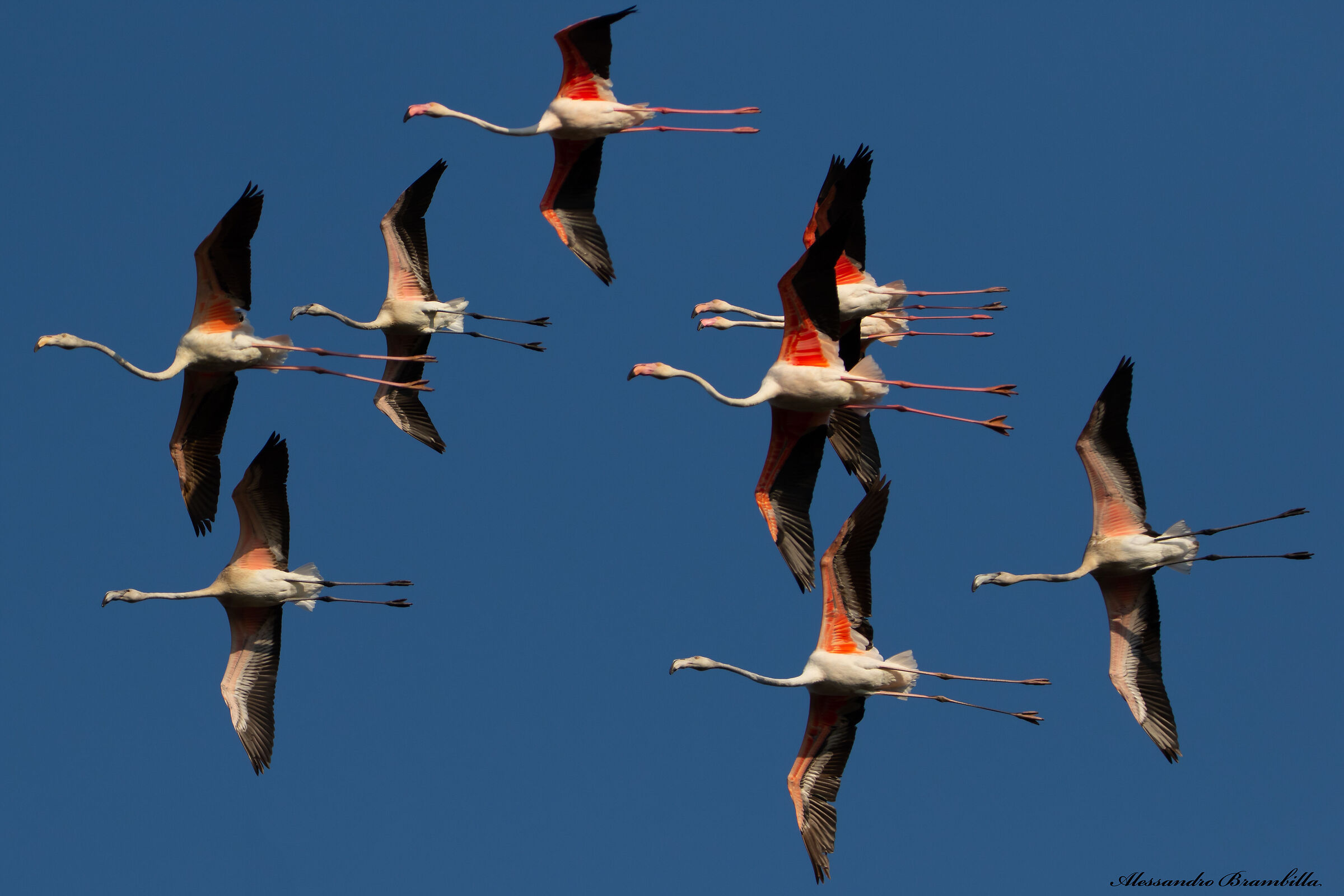 Pink flamingos
