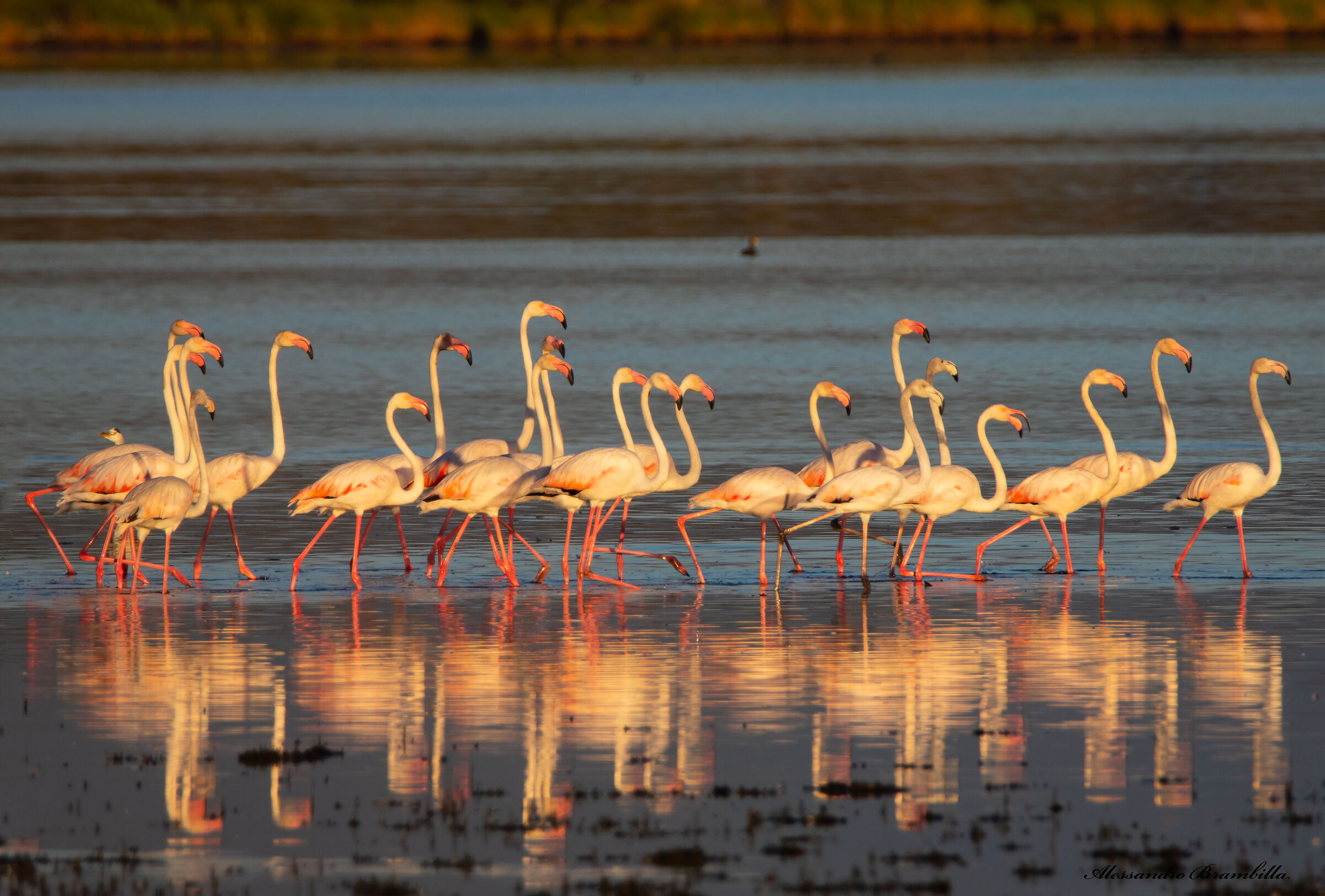 Reflections at dawn