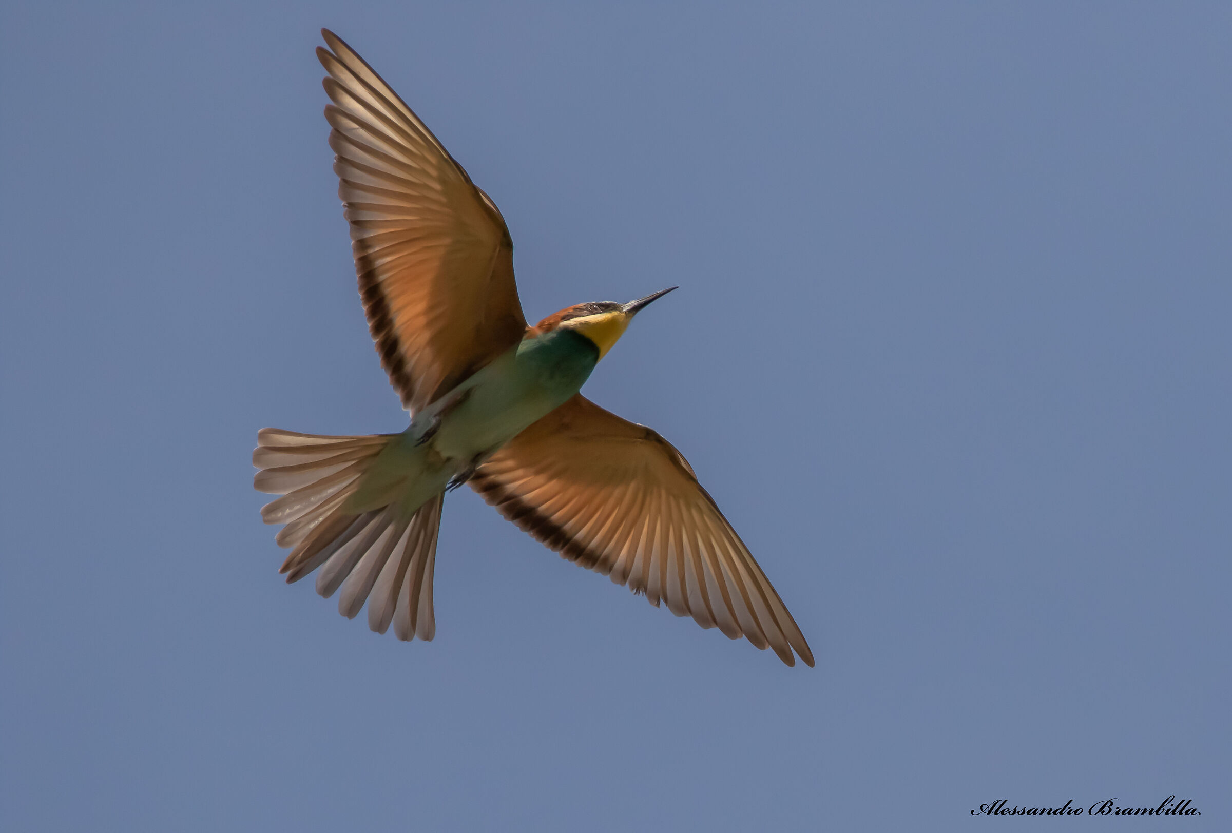 The flight of the bee-eater