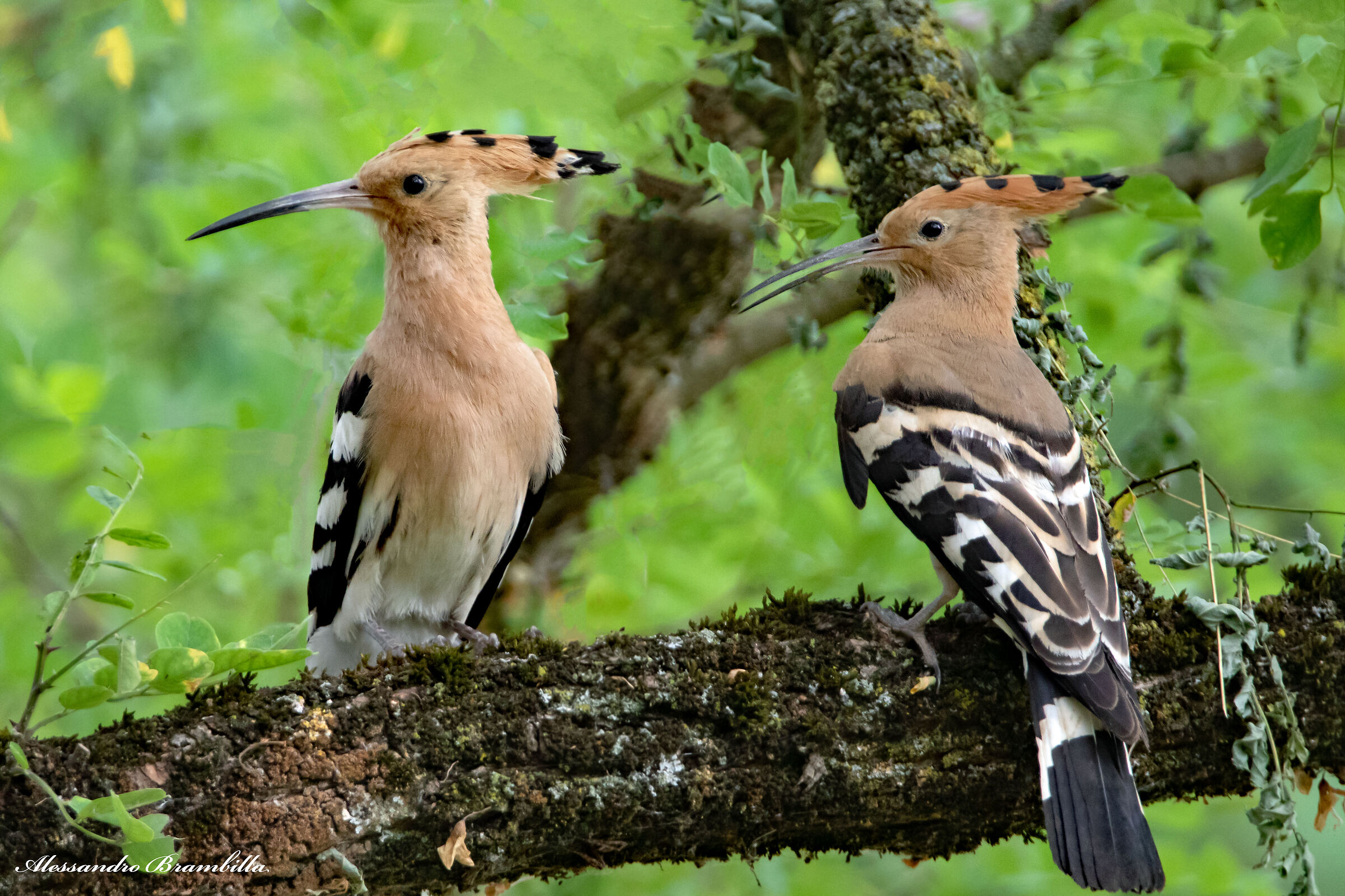 Pair