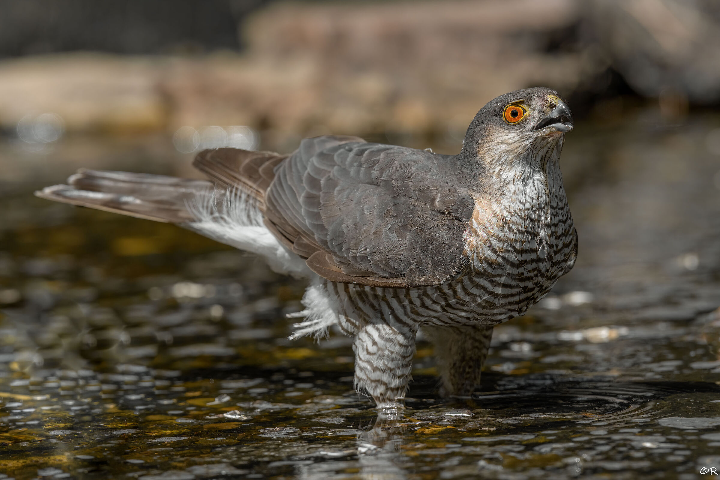 Sparrowhawk drinks (M)