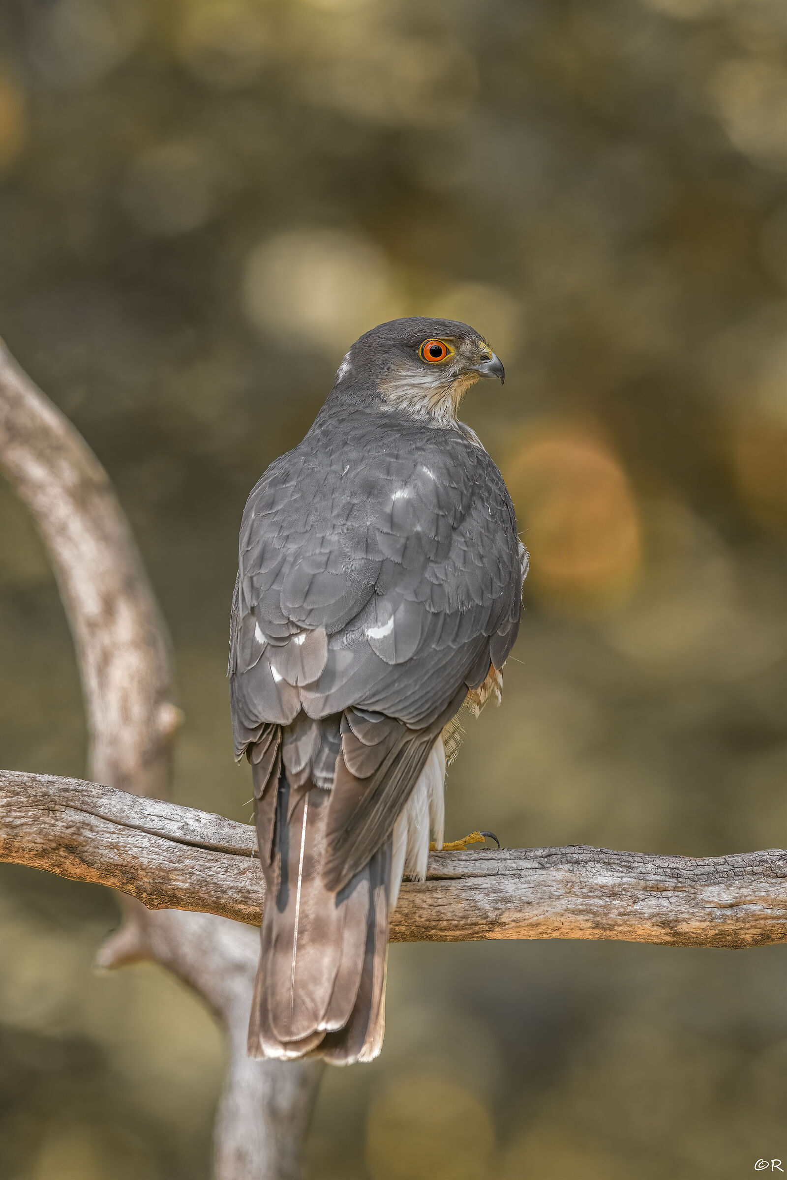 Sparrowhawk (M)