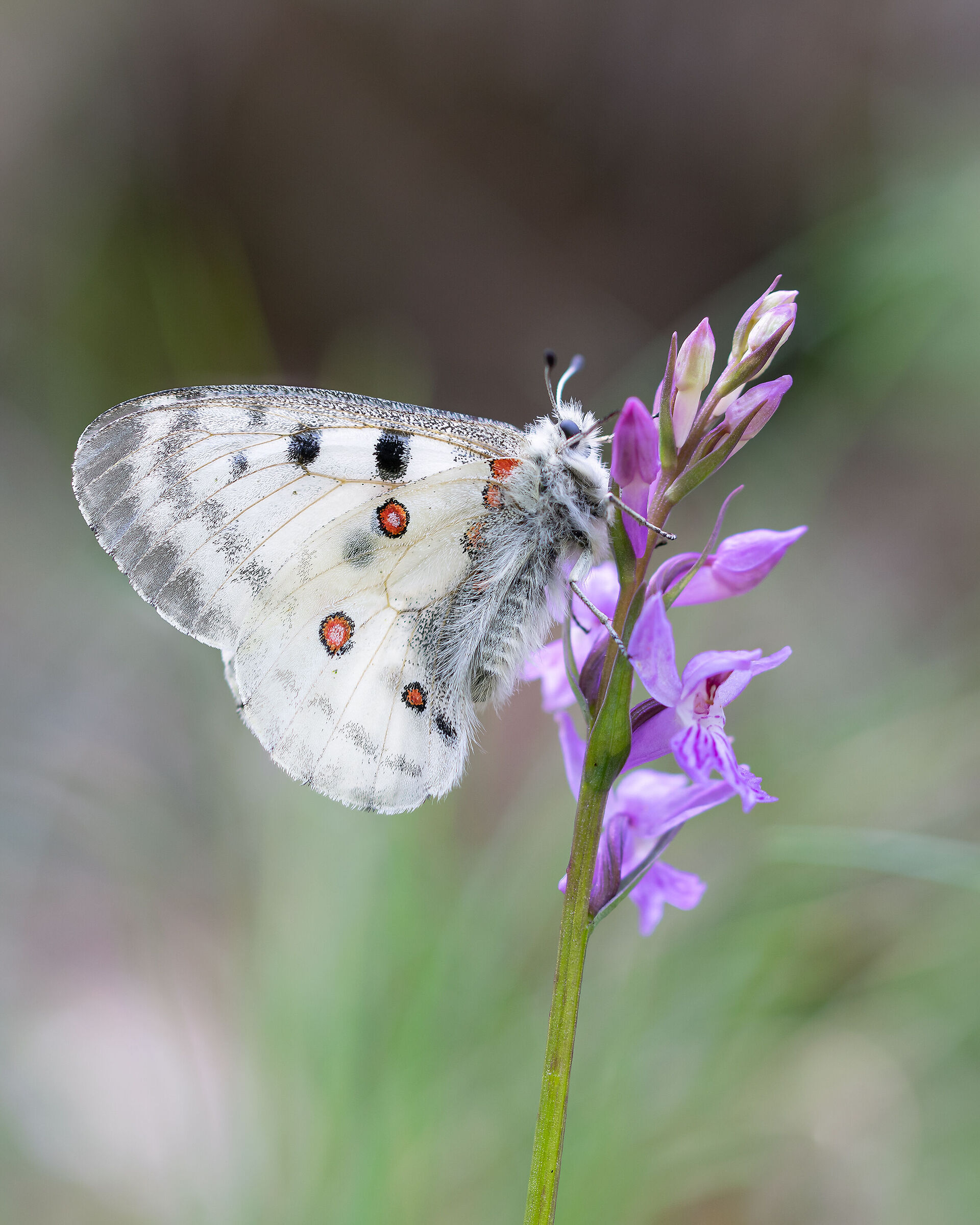 Parnassius su Dactylorhiza