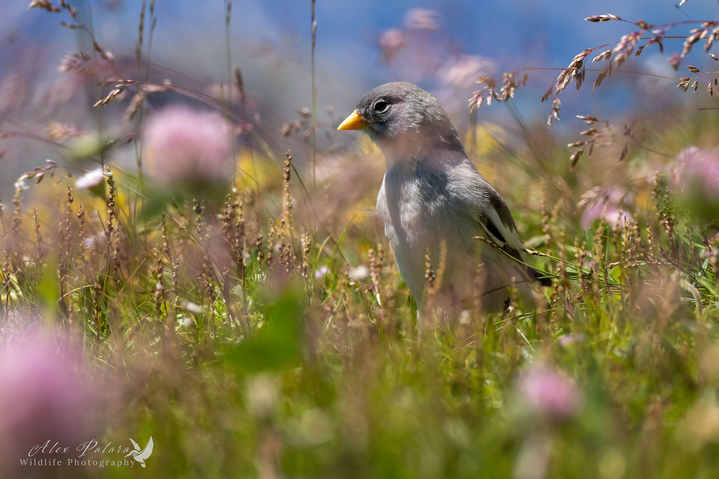 Fringuello alpino a 2600 metri