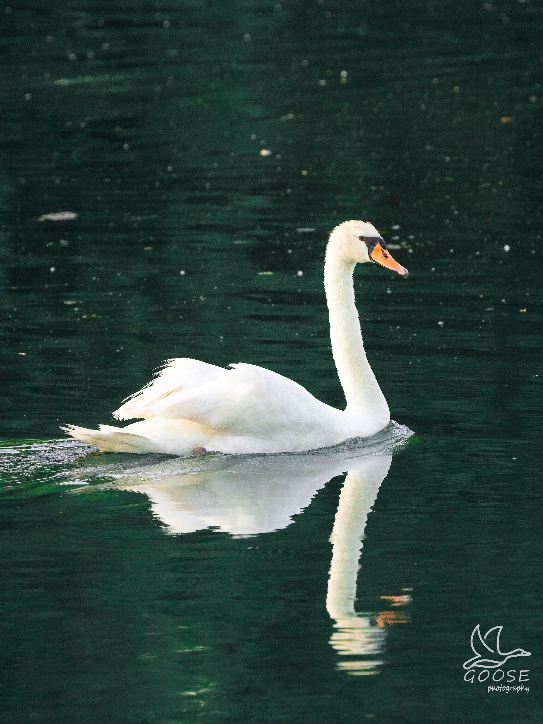 swan