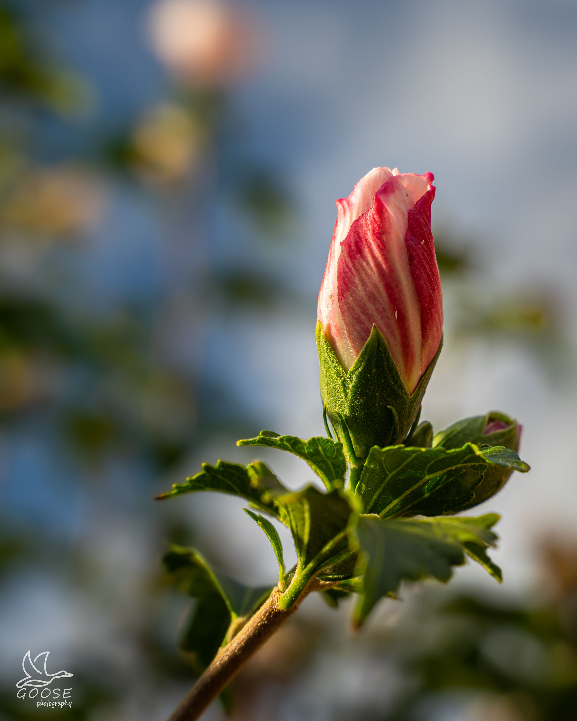 flower 1