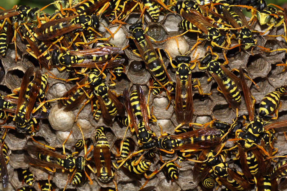 Polistes gallicus (Vespidae) - nido.