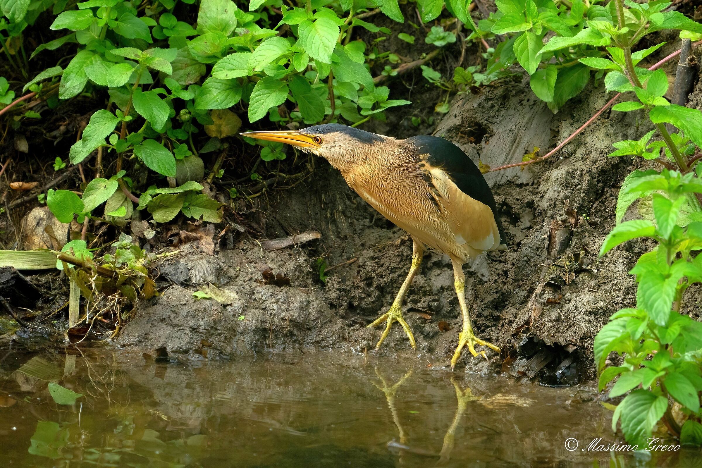 Tarabusino (Ixobrychus minutus)