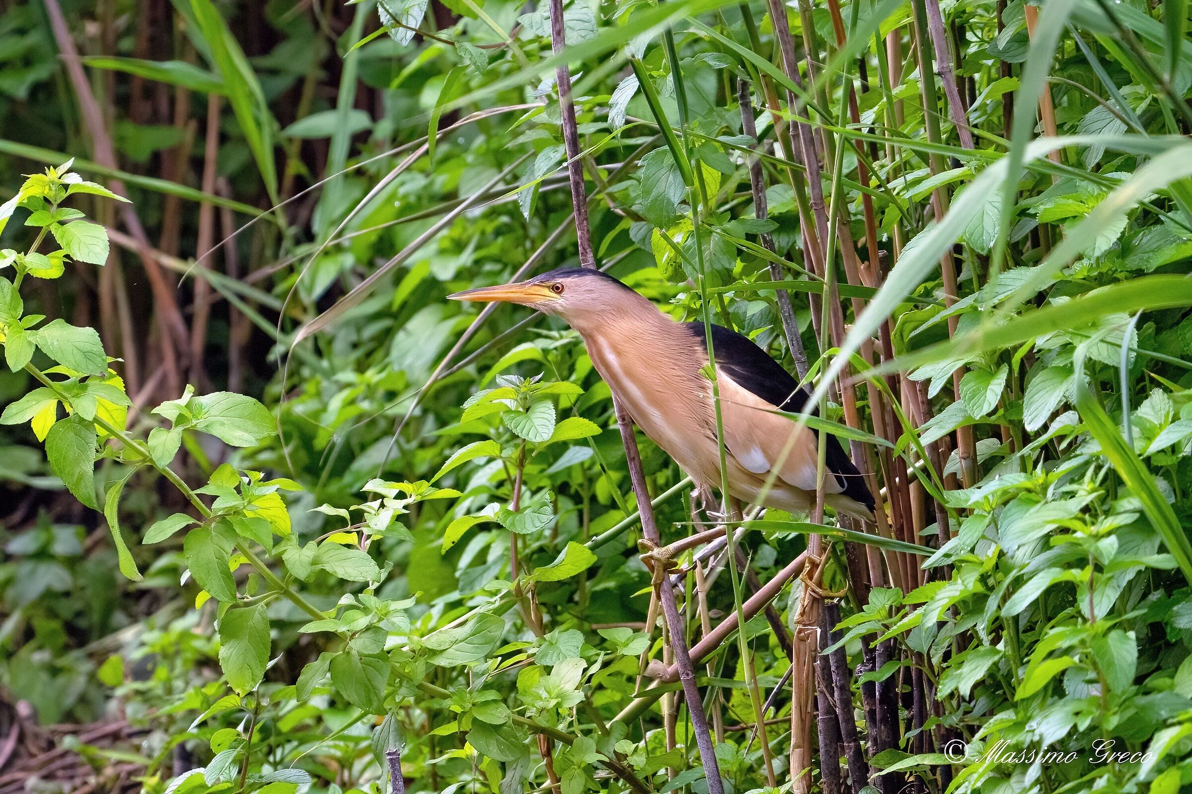 Tarabusino (Ixobrychus minutus)