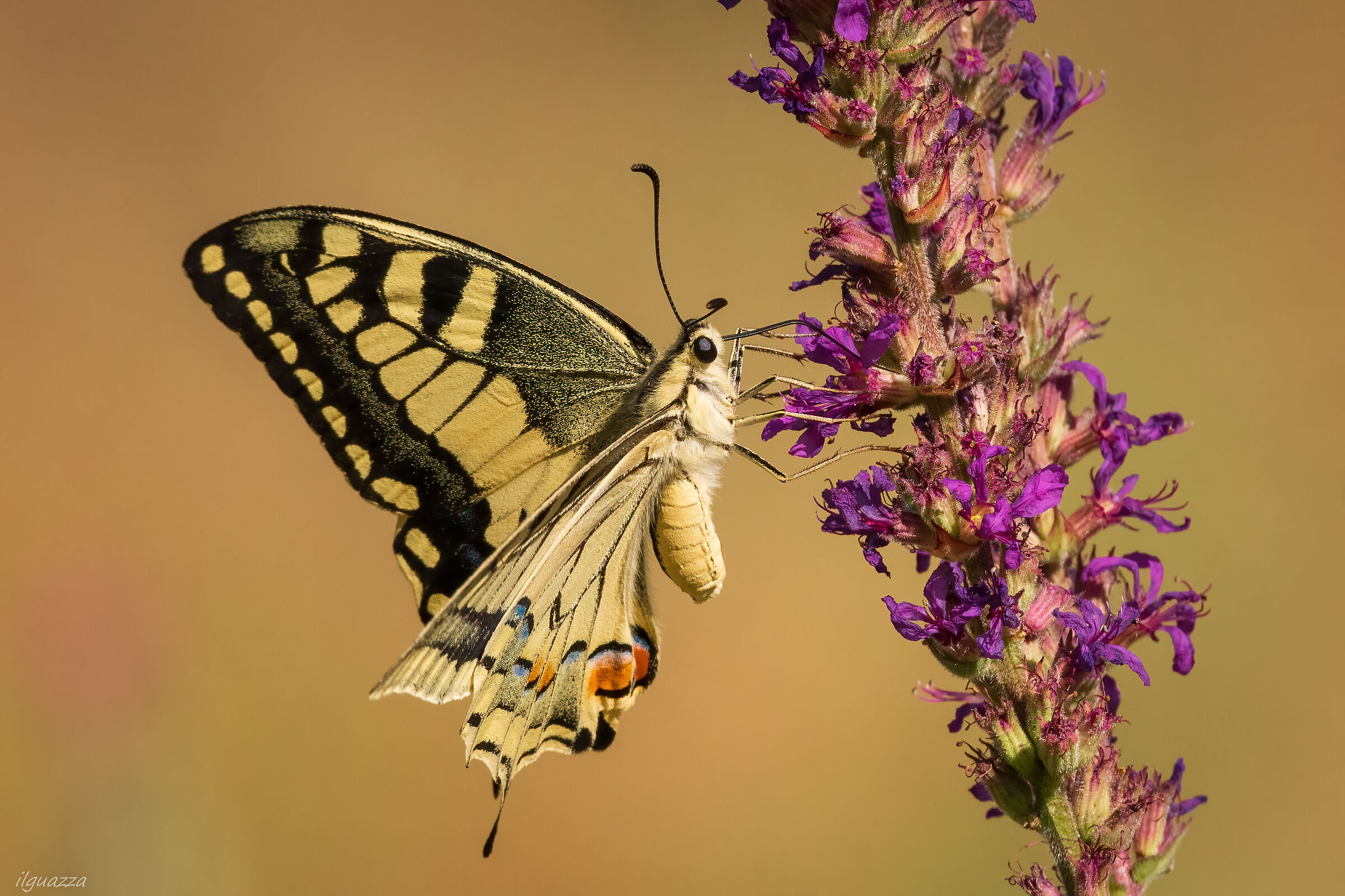 scarce swallowtail