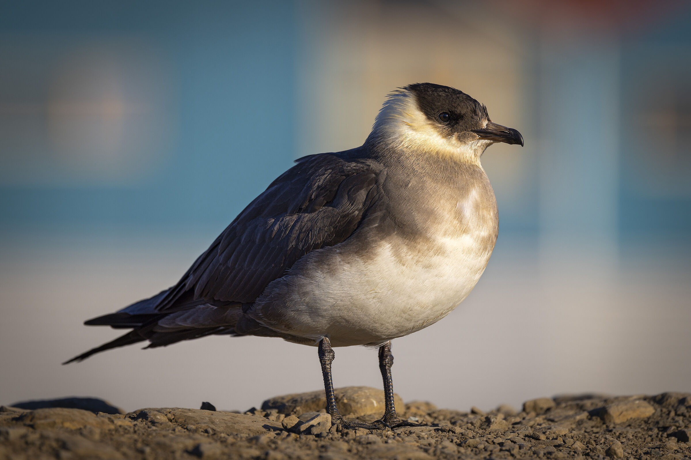 Labbo (Stercorarius parasiticus)