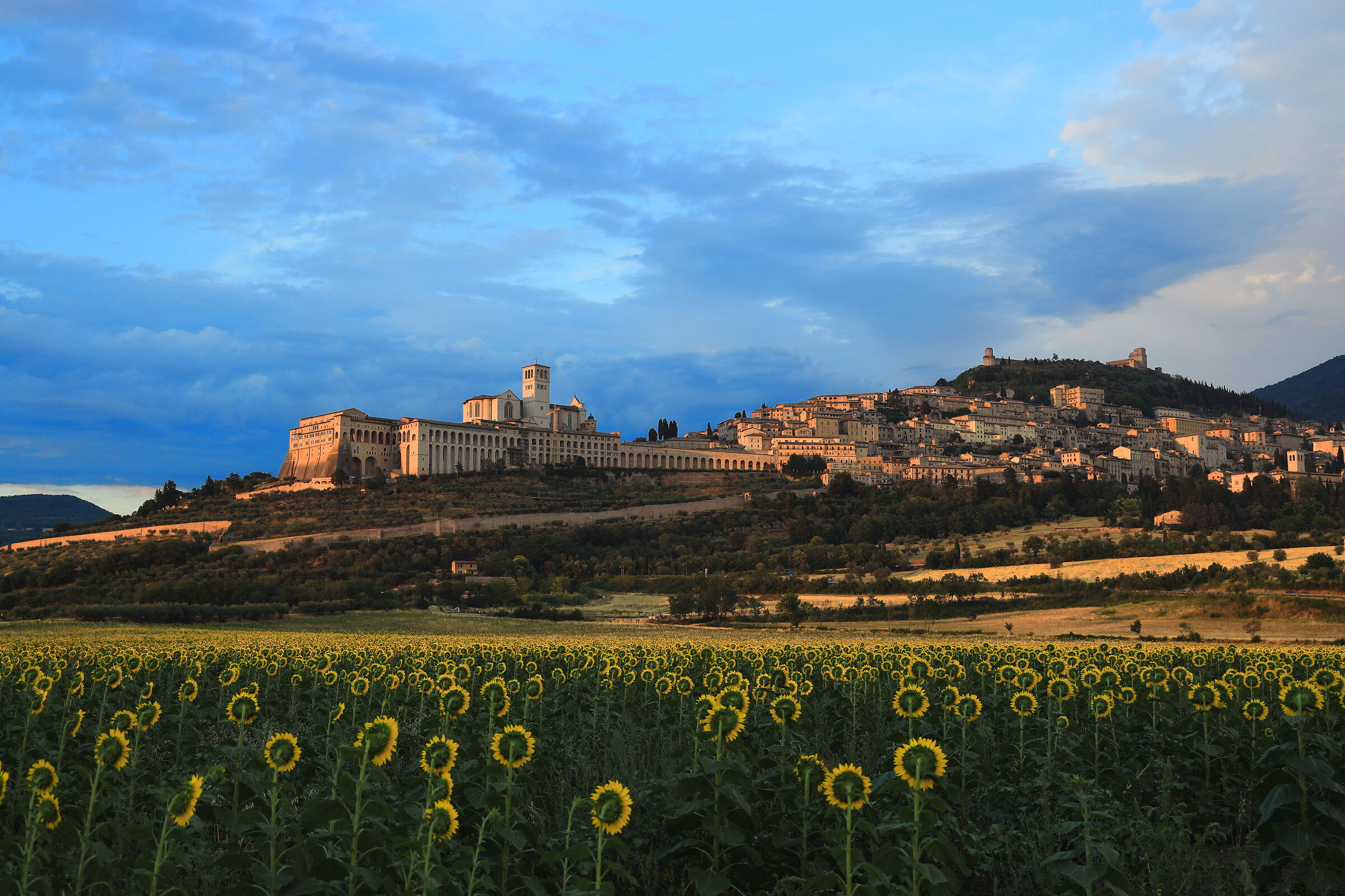 I girasoli di Assisi