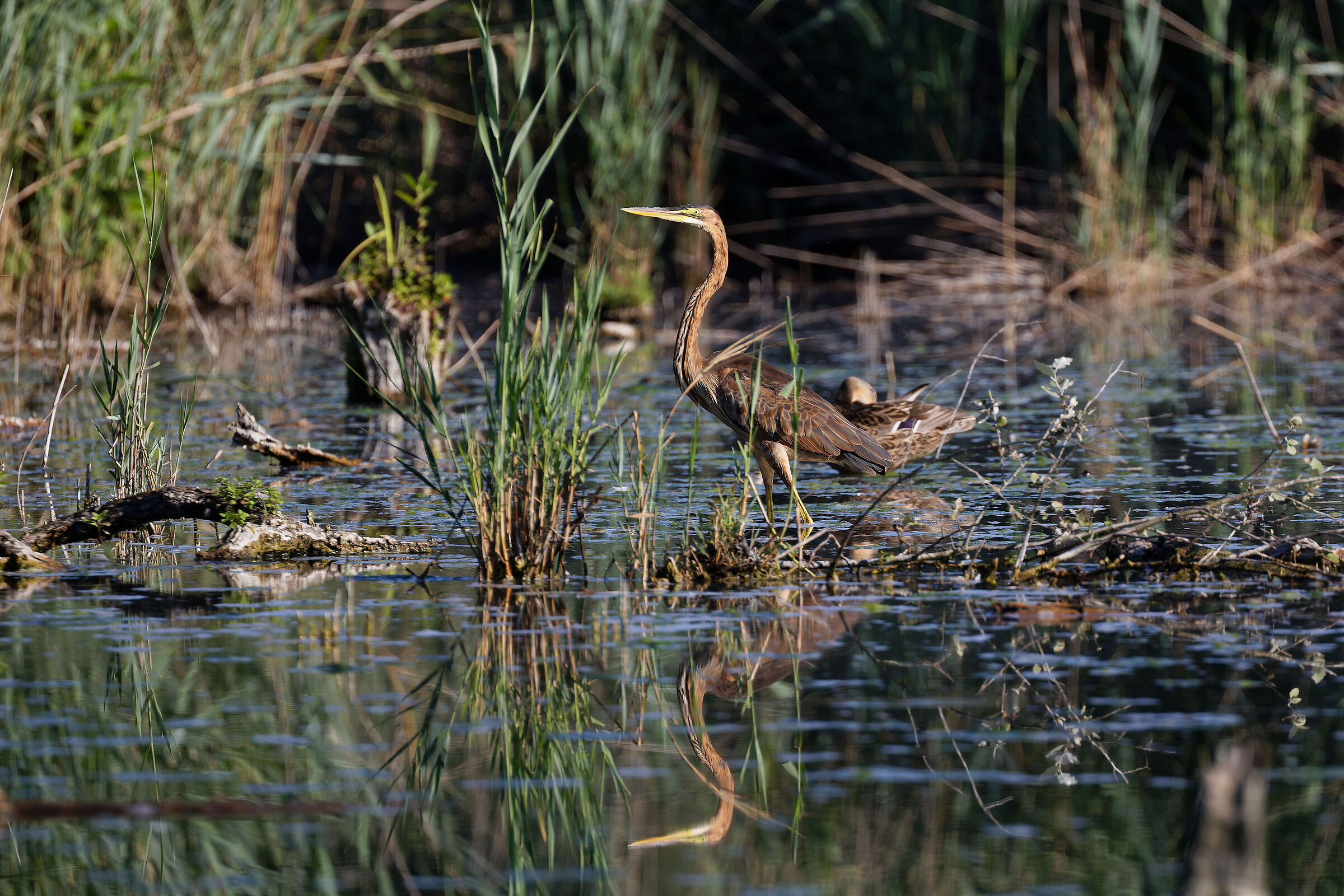 Airone Rosso_Ardea purpurea