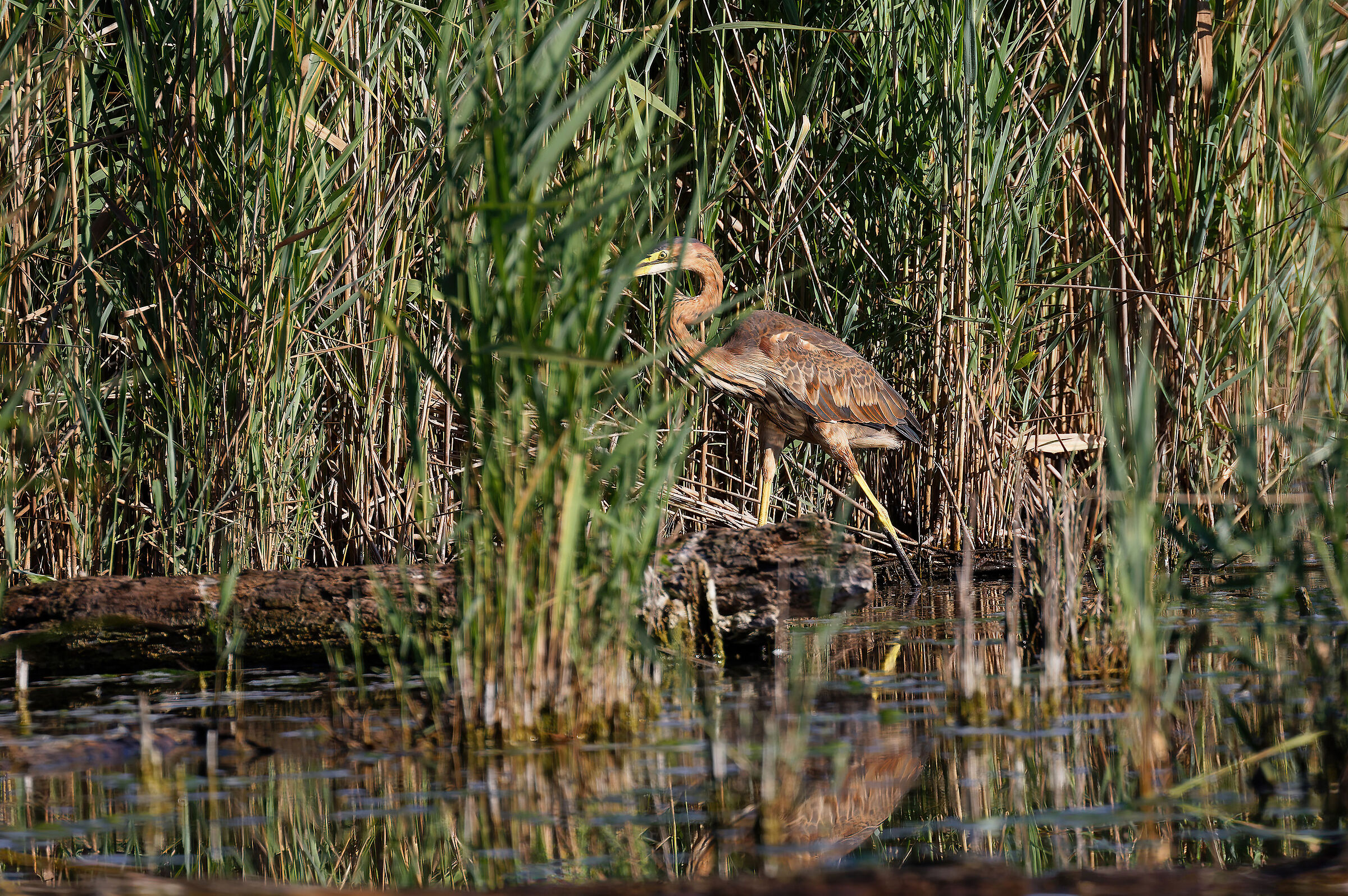 Airone Rosso_Ardea purpurea
