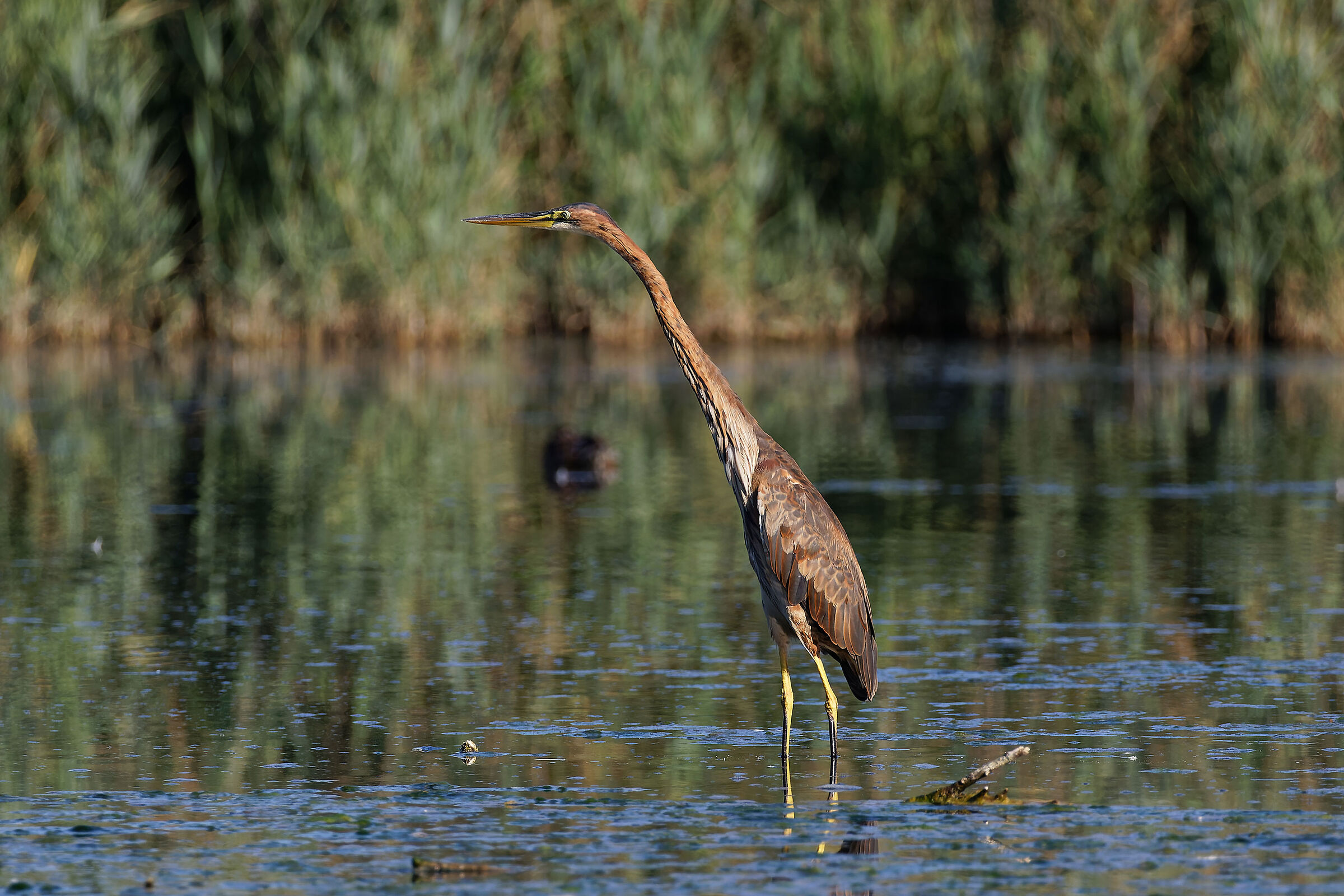 Airone Rosso_Ardea purpurea