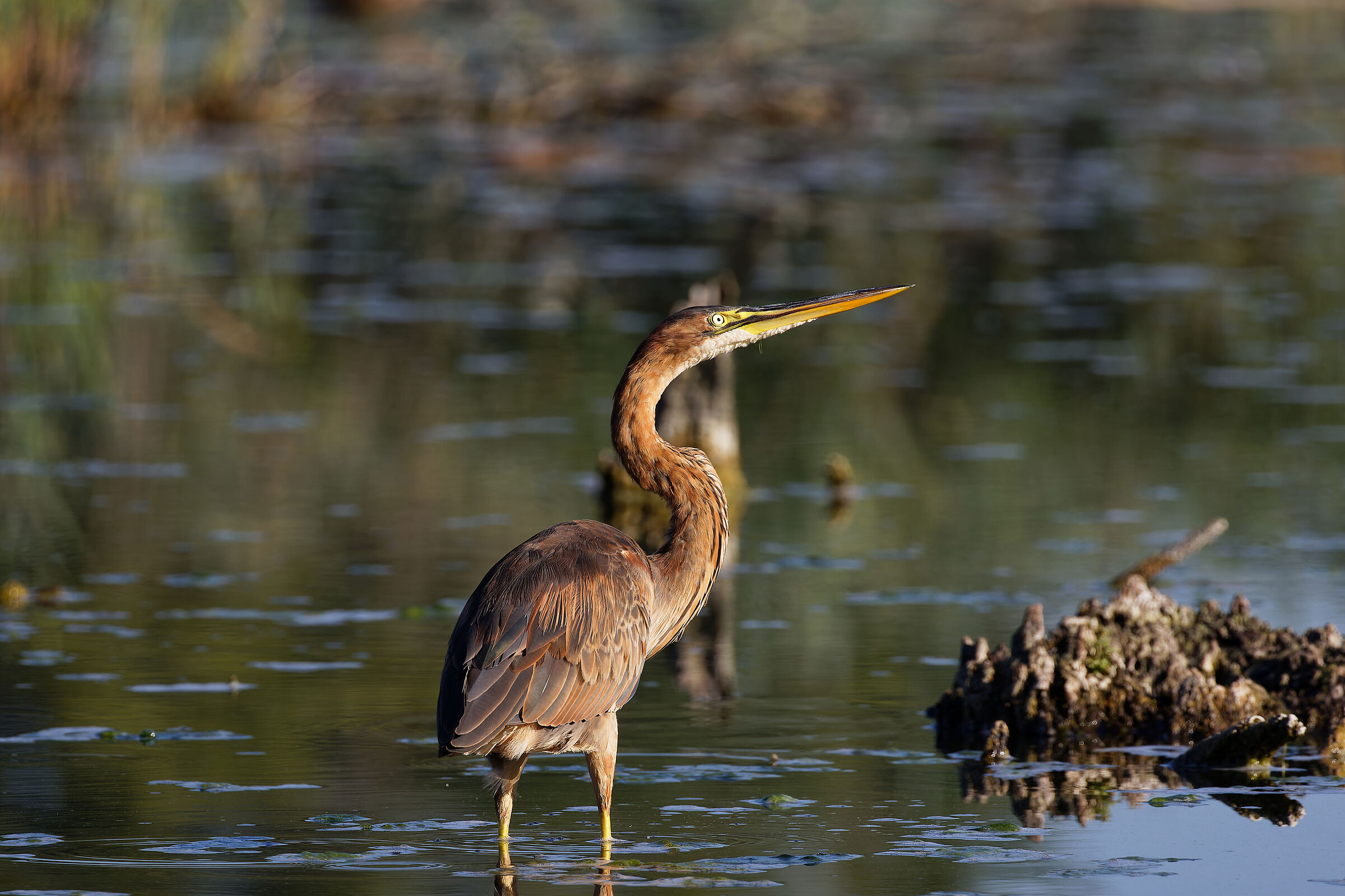 Airone Rosso_Ardea purpurea