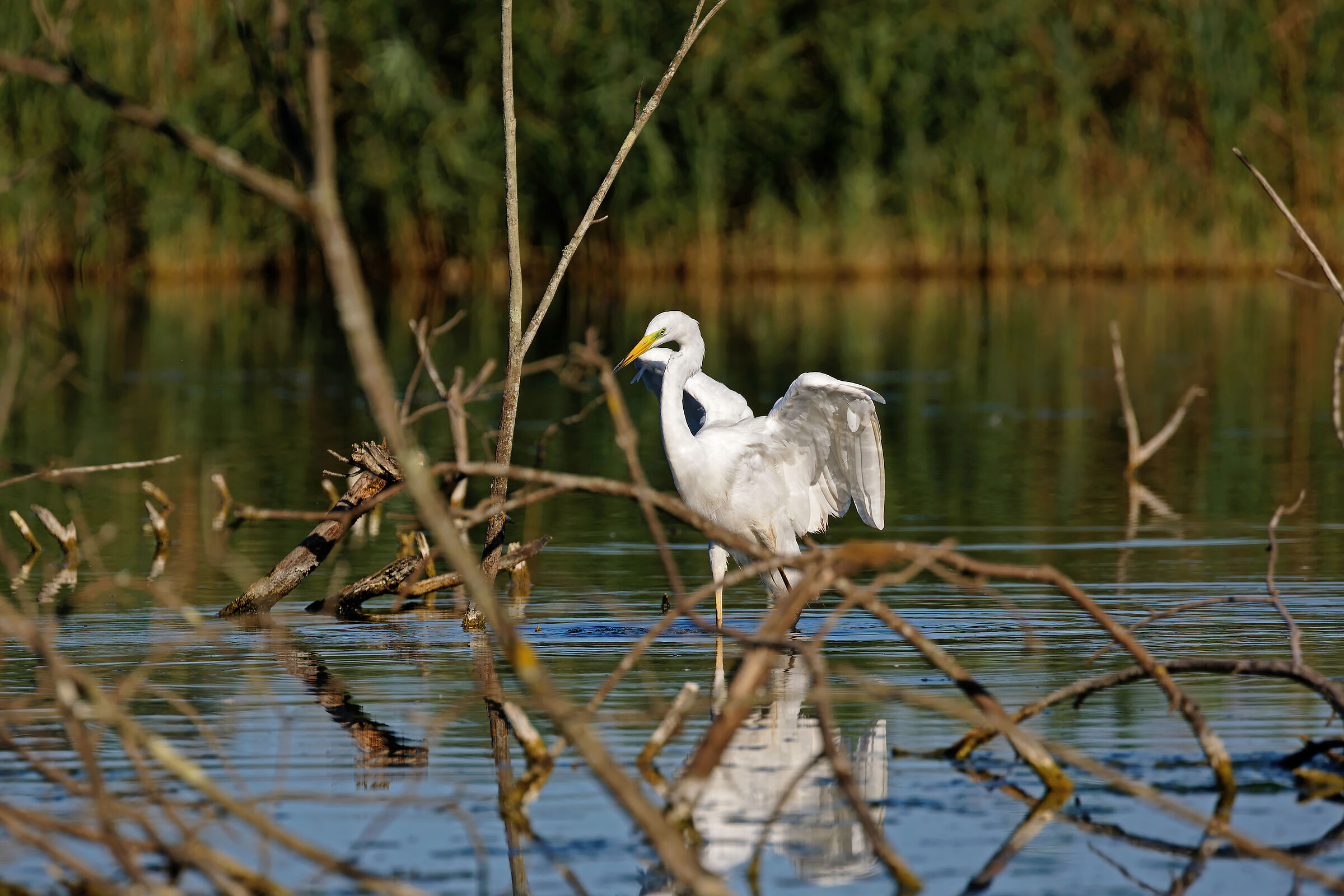 Airone Bianco_Ardea alba