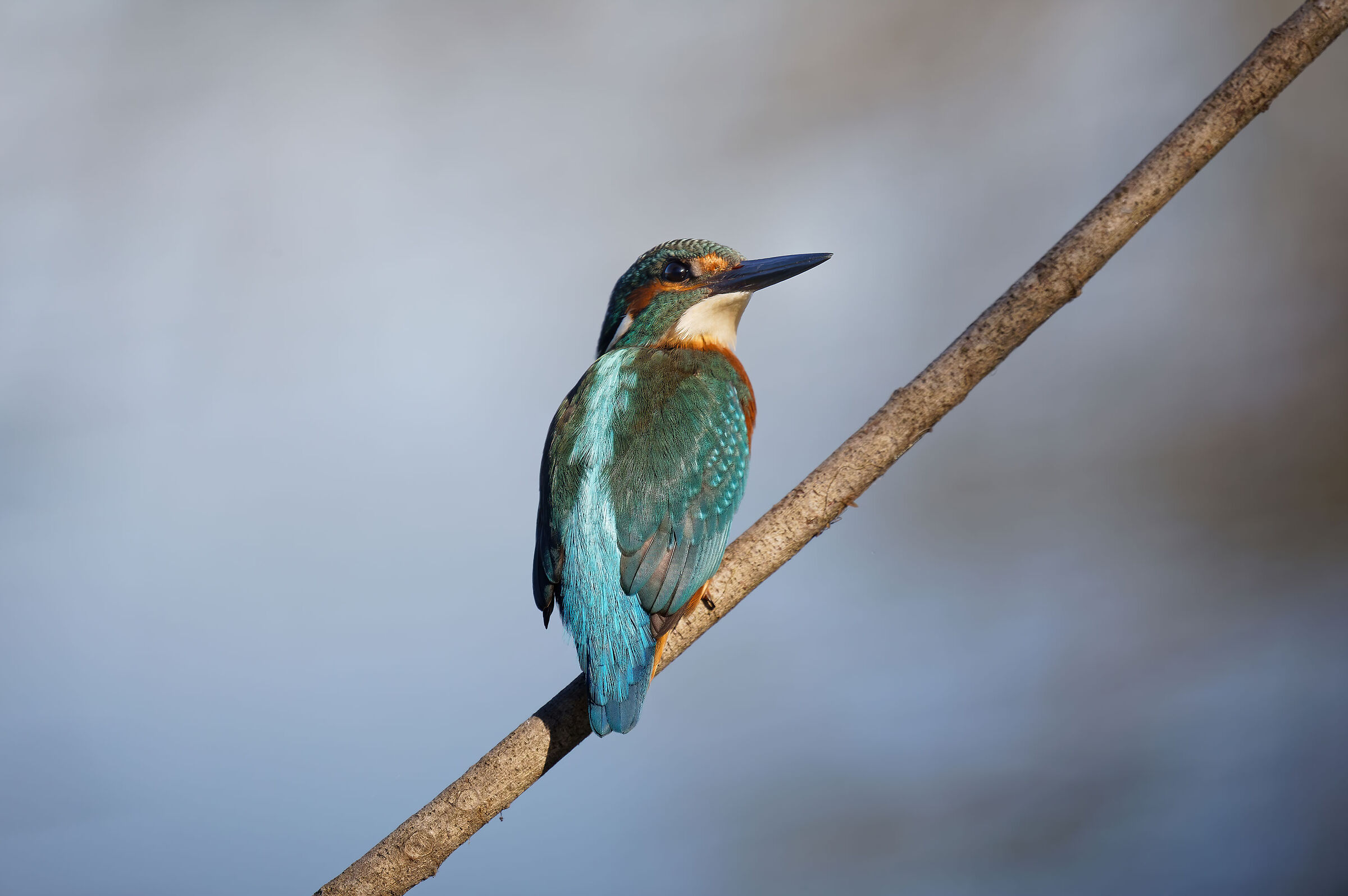 Martin Pescatore_Alcedo atthis