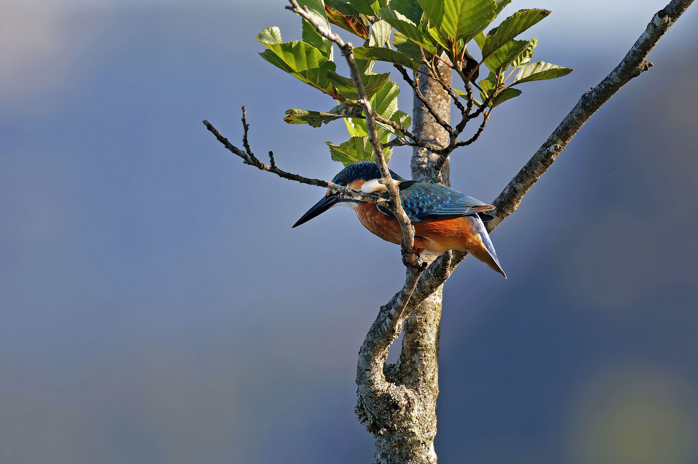 Martin Pescatore_Alcedo atthis