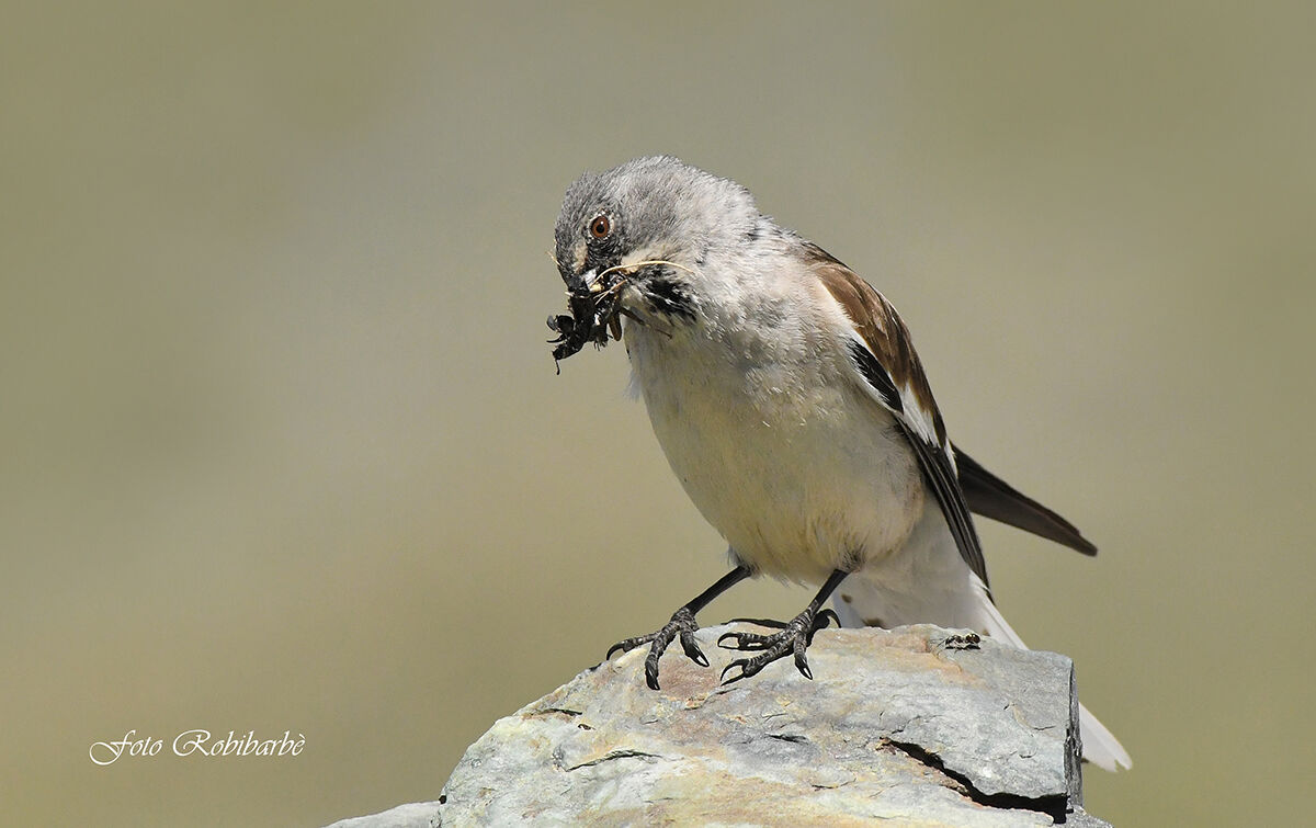 Fringuello alpino...