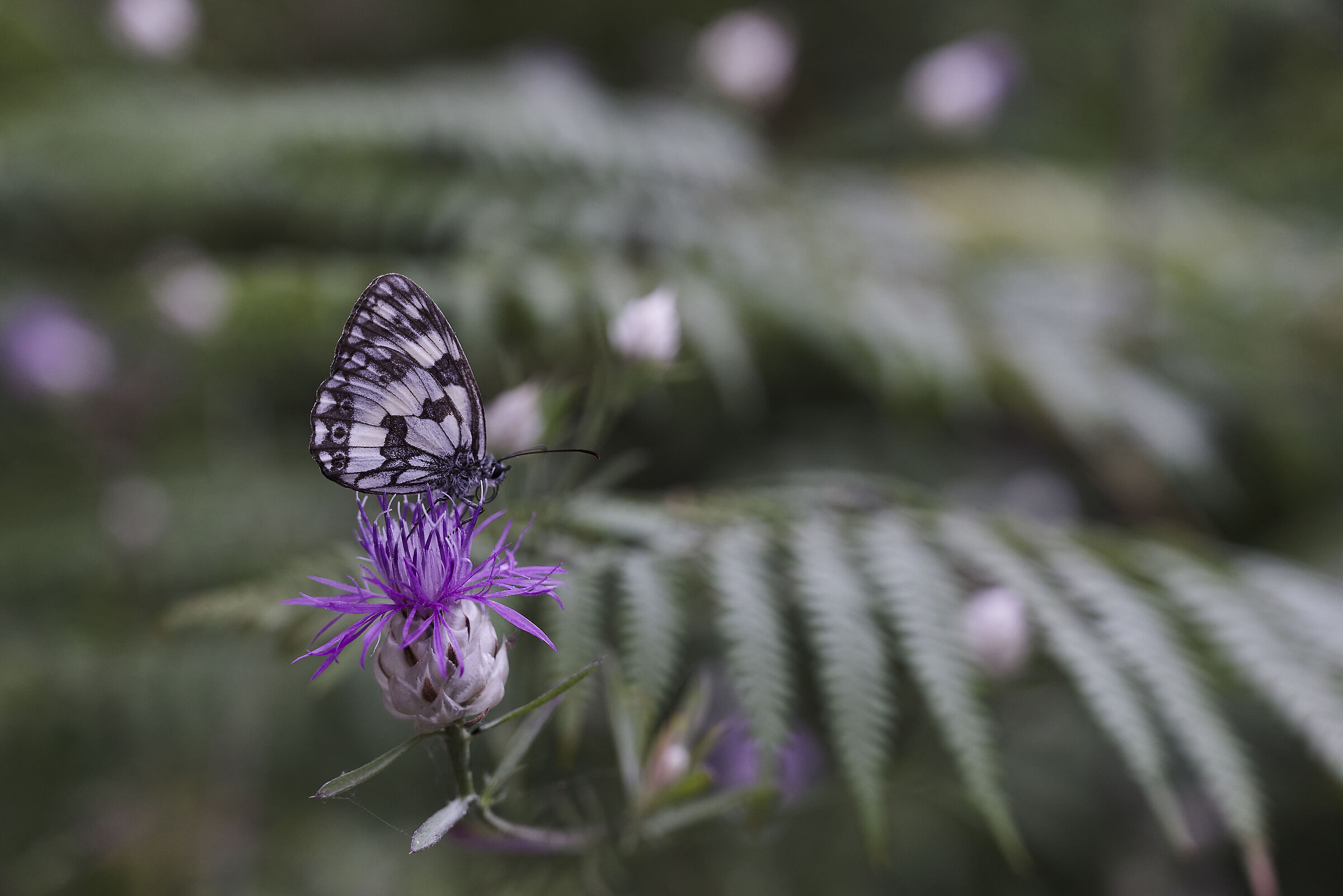 In un baratro di felci!