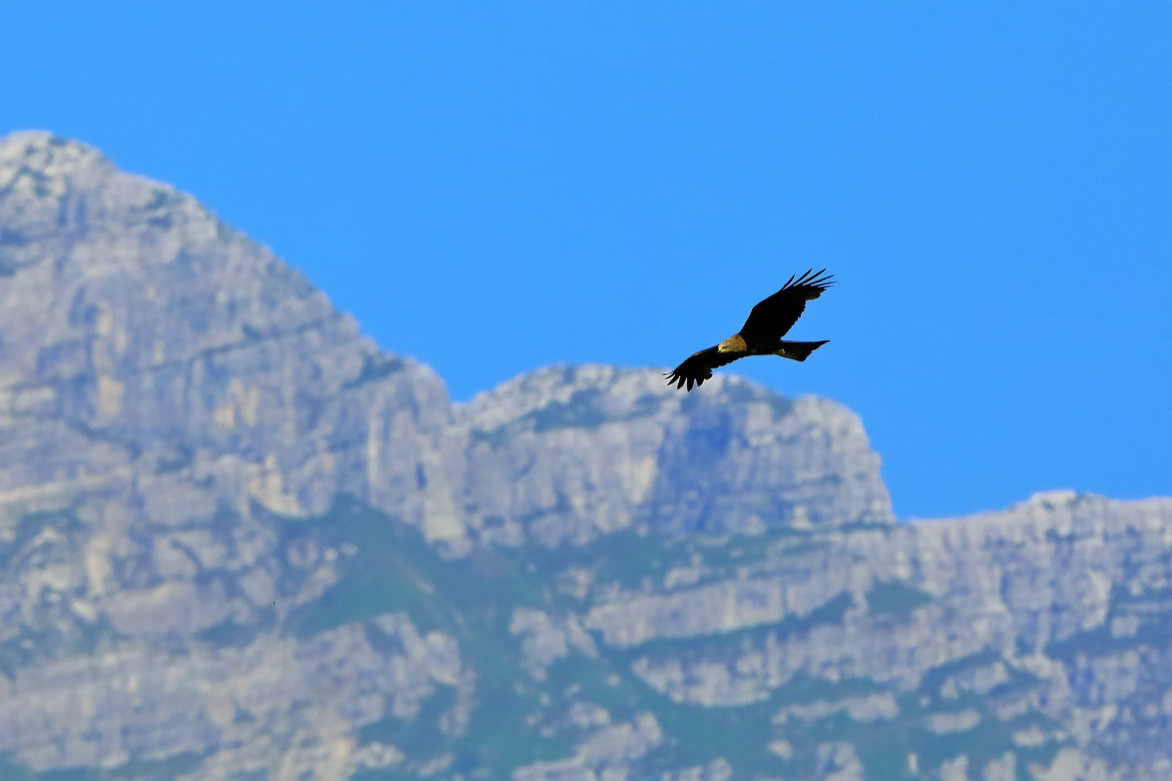 Nibbio bruno 06-06-2022