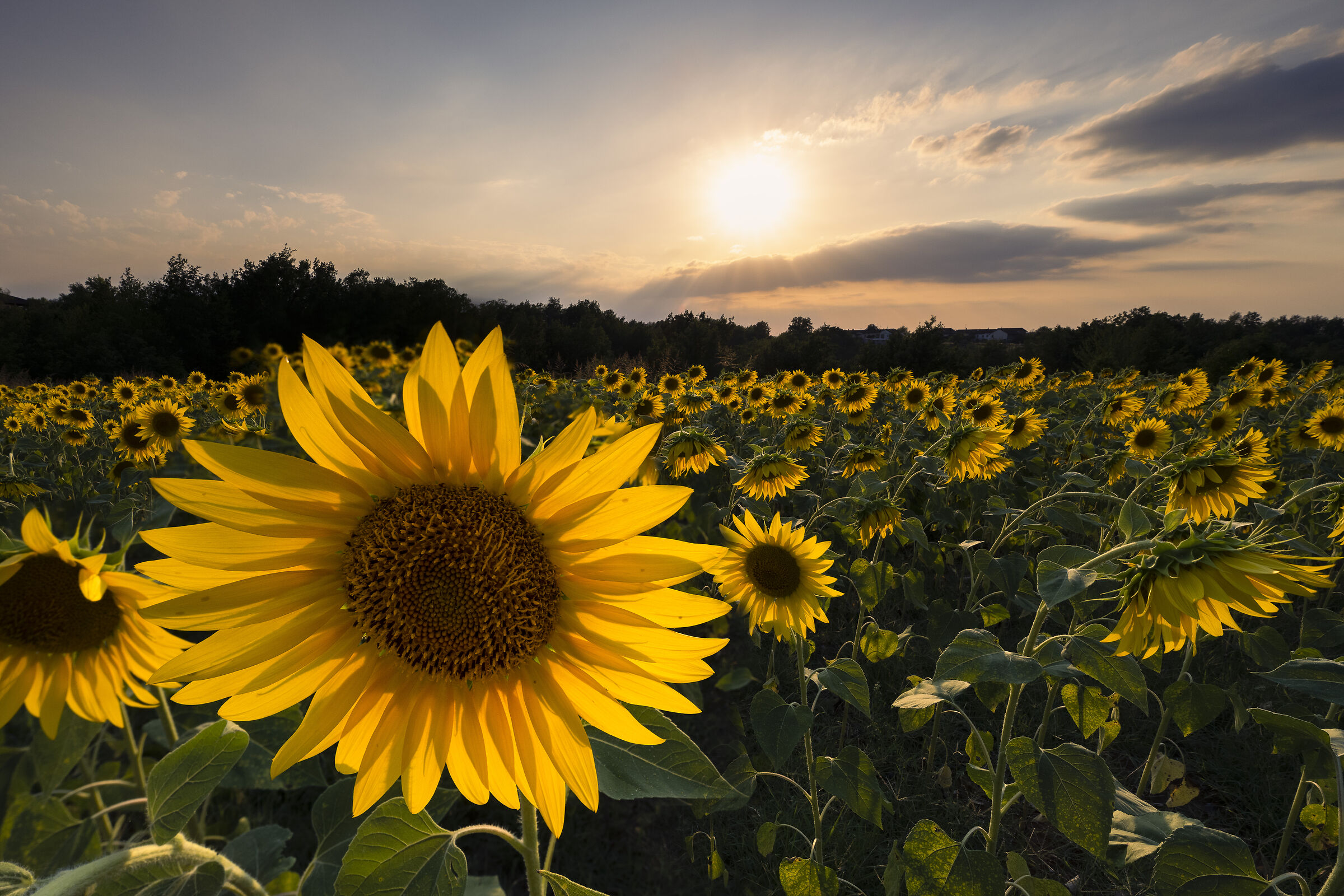 Girasoli ai Mogliotti