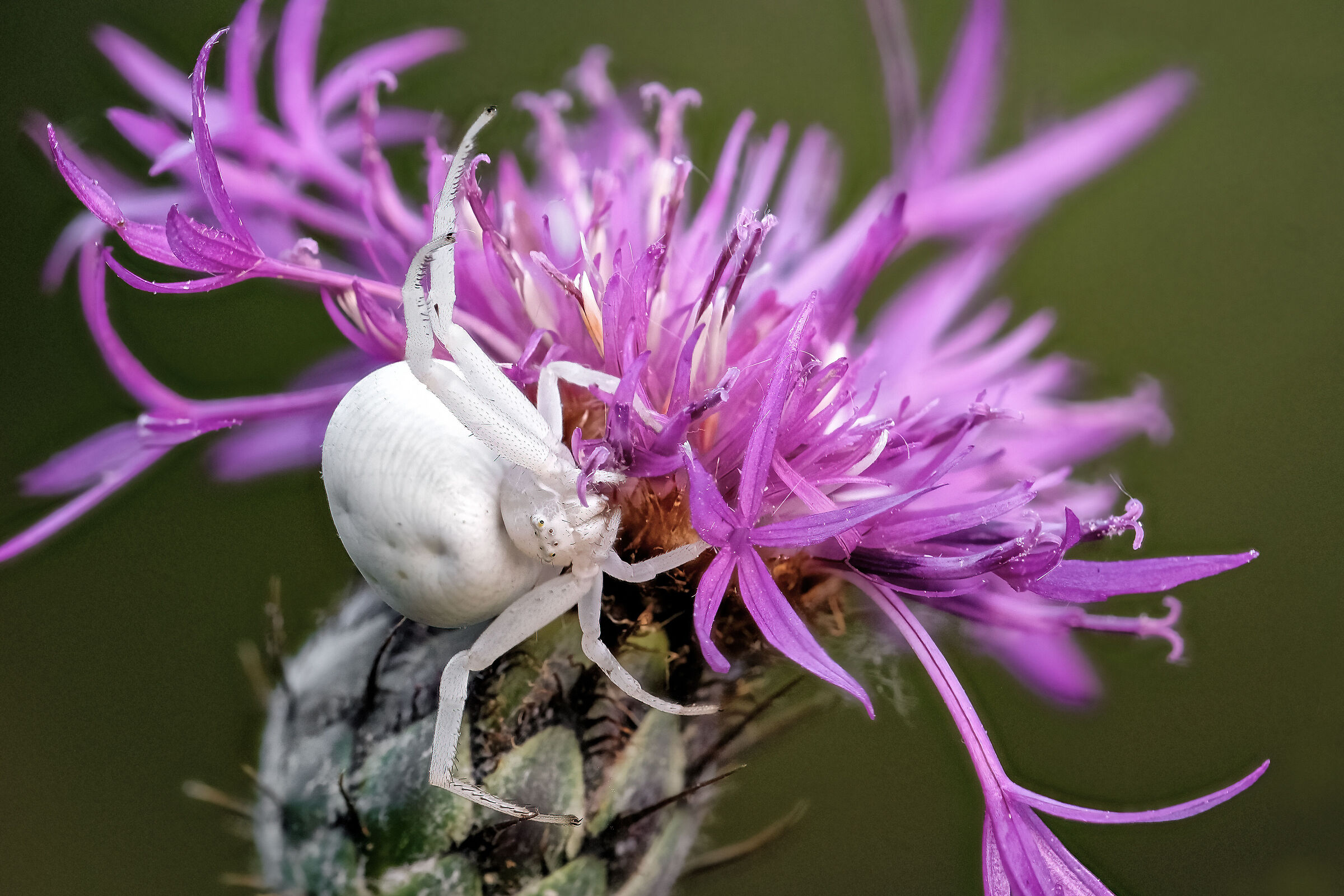 Misumena vatia