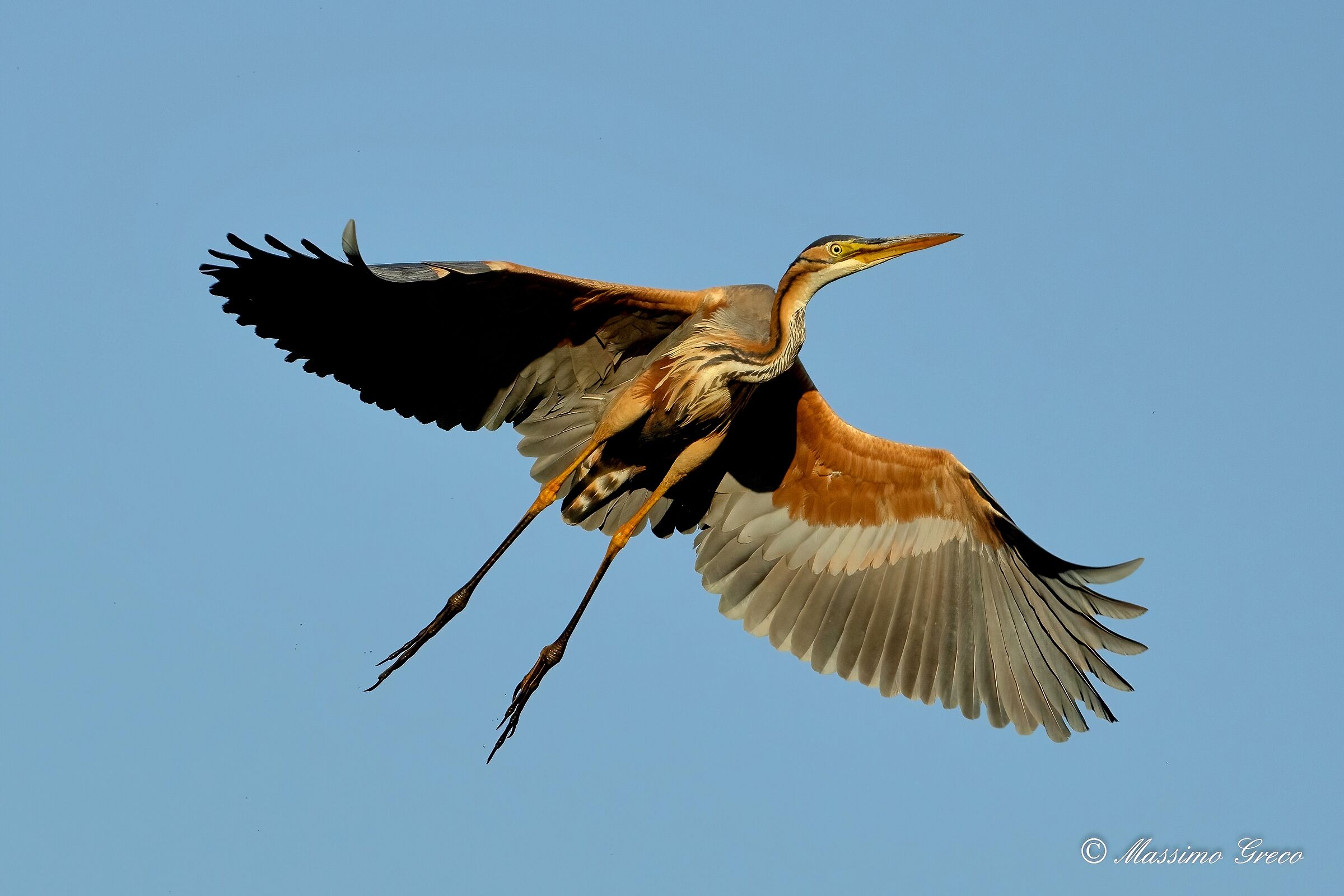 Red heron (Ardea purpurea)