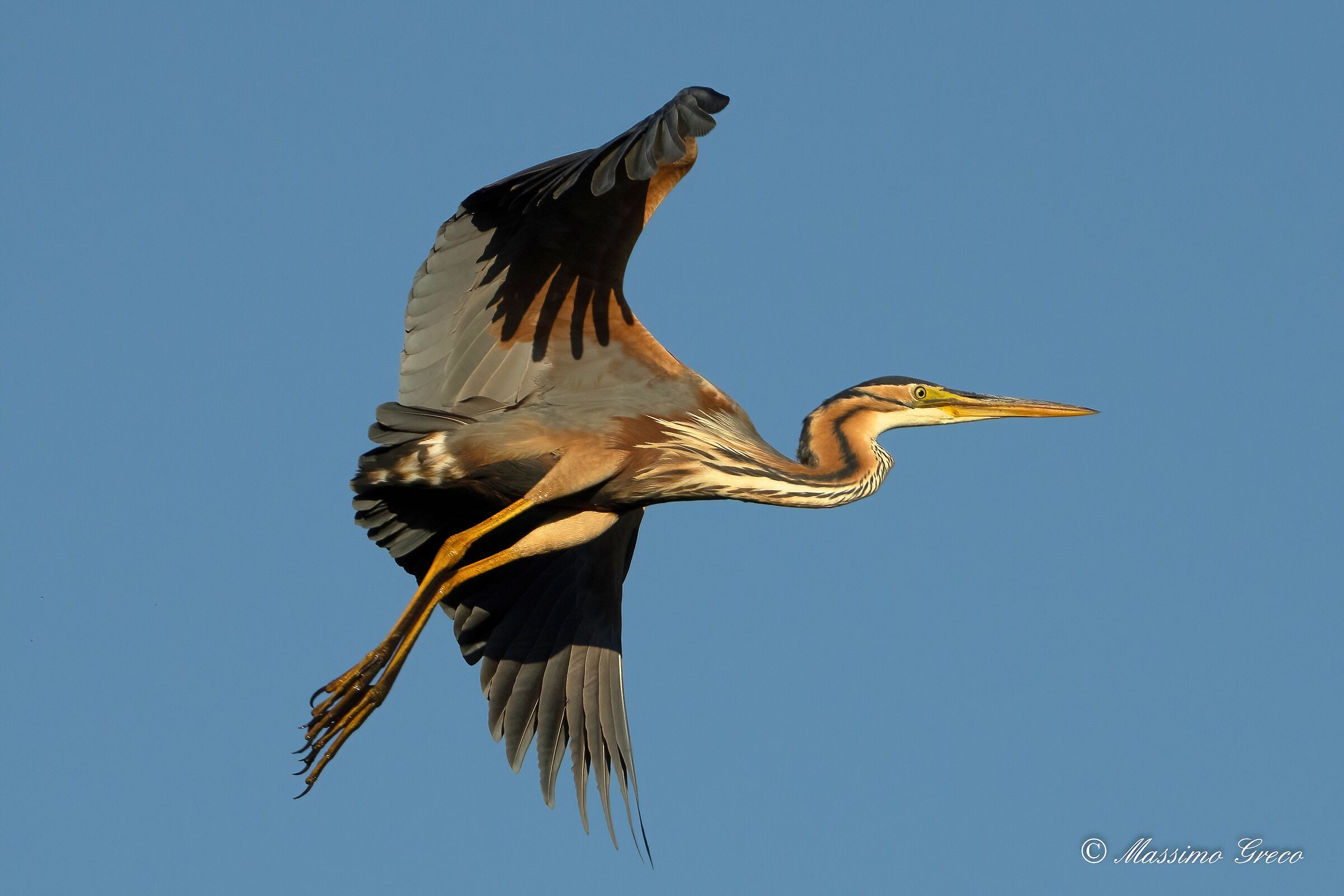 Red heron (Ardea purpurea)