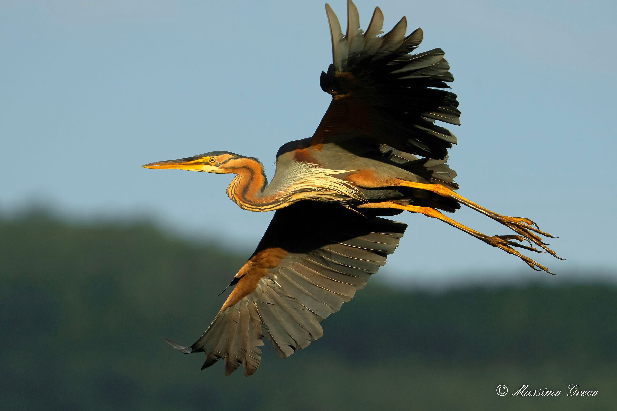 Red heron (Ardea purpurea)