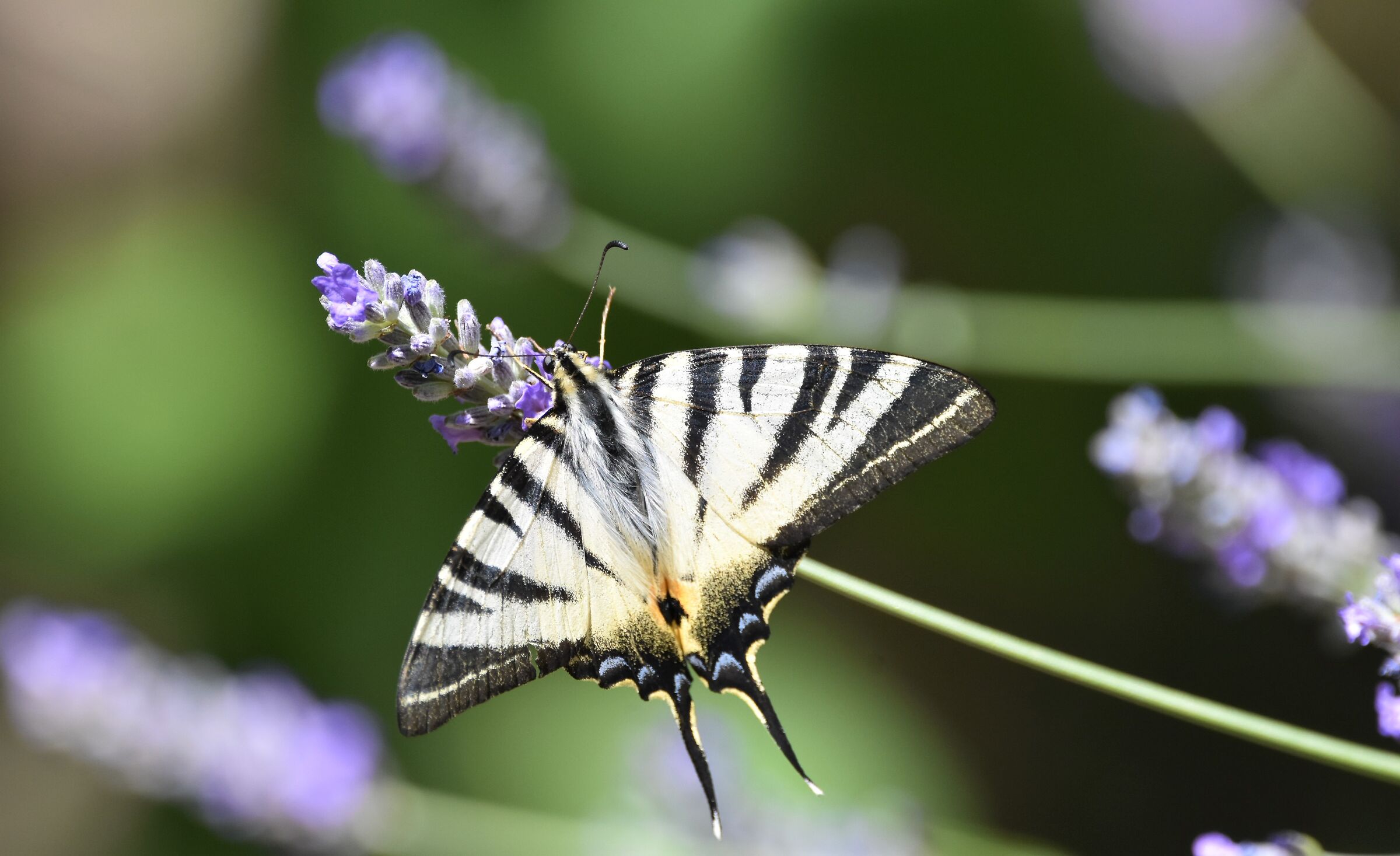 L'ospitalità della lavanda