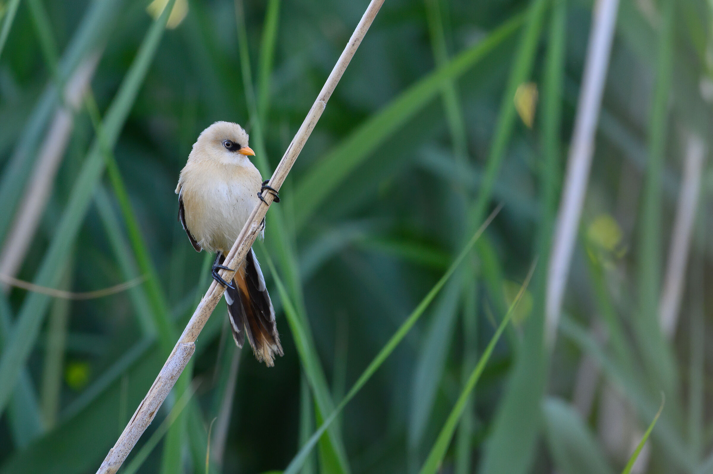 Juv
